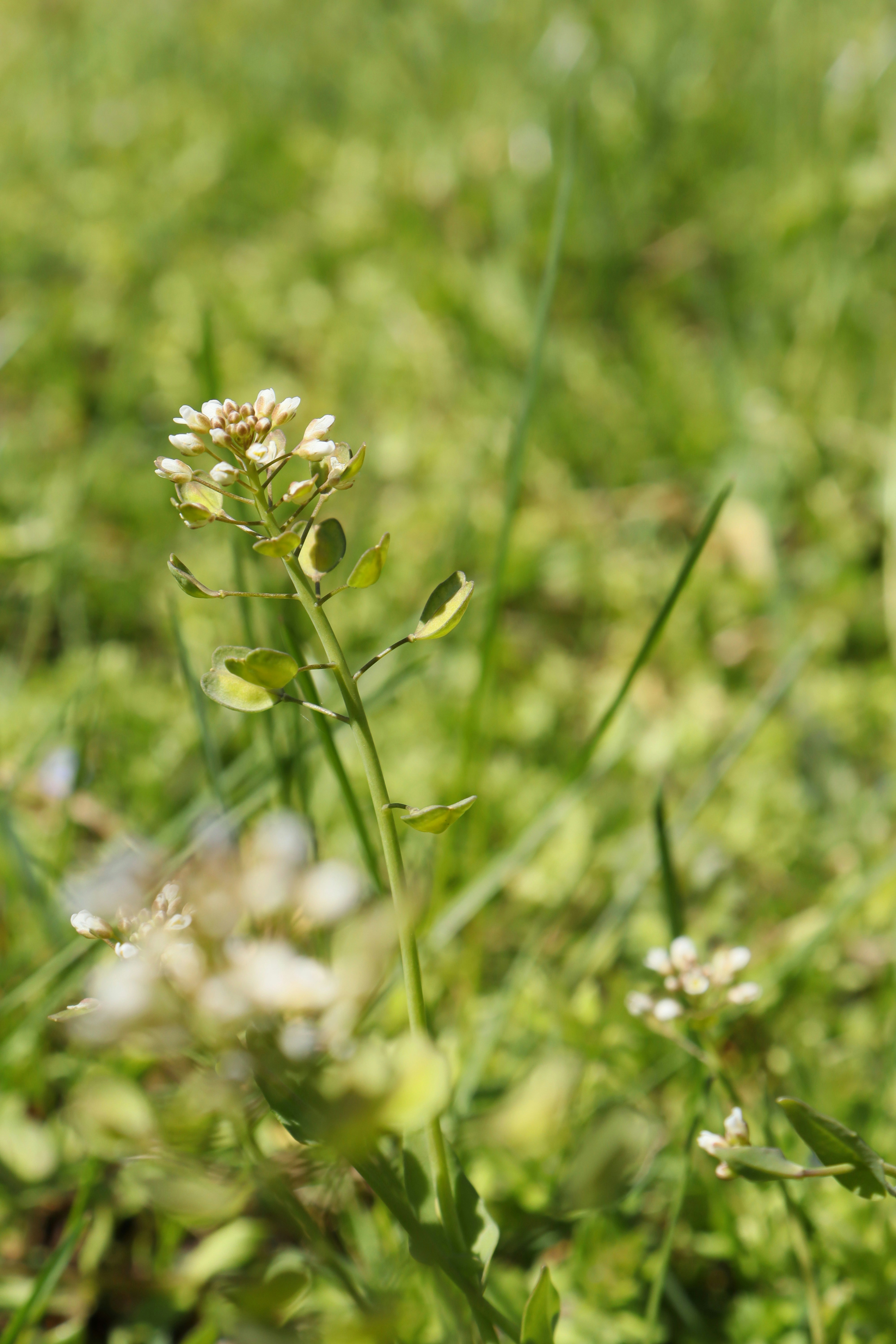 Photo by bored_mongoose