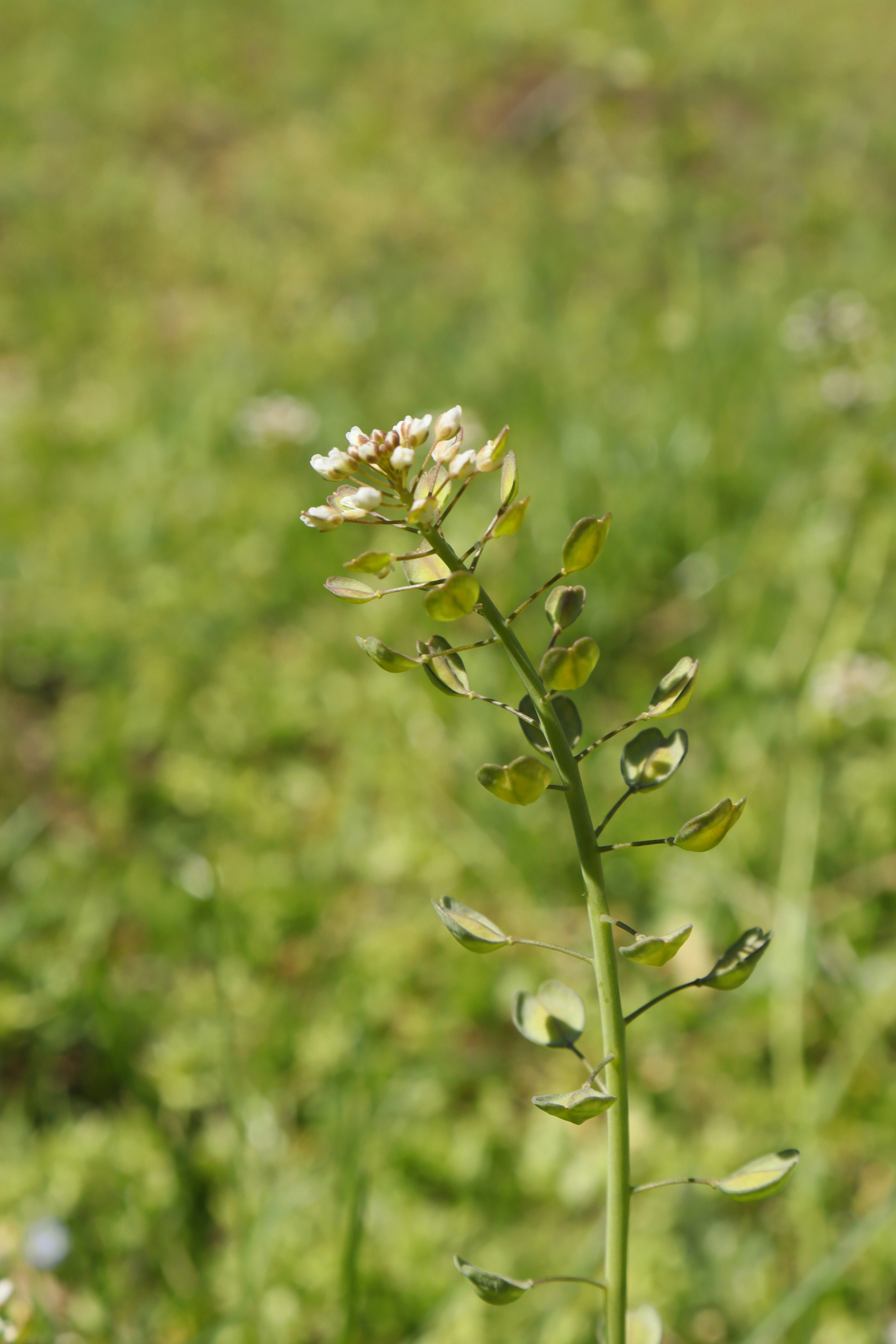 Photo by bored_mongoose