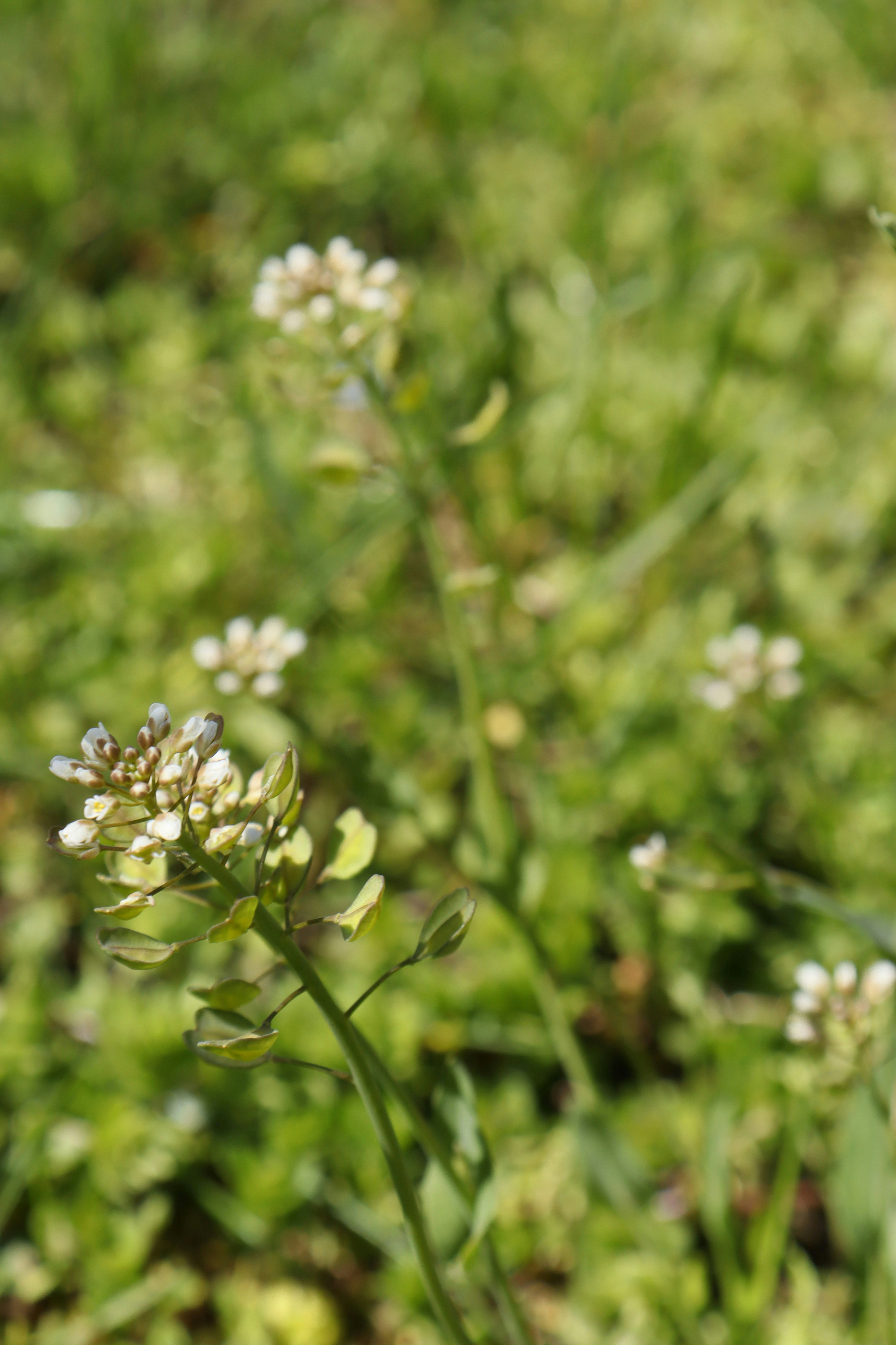 Photo by bored_mongoose