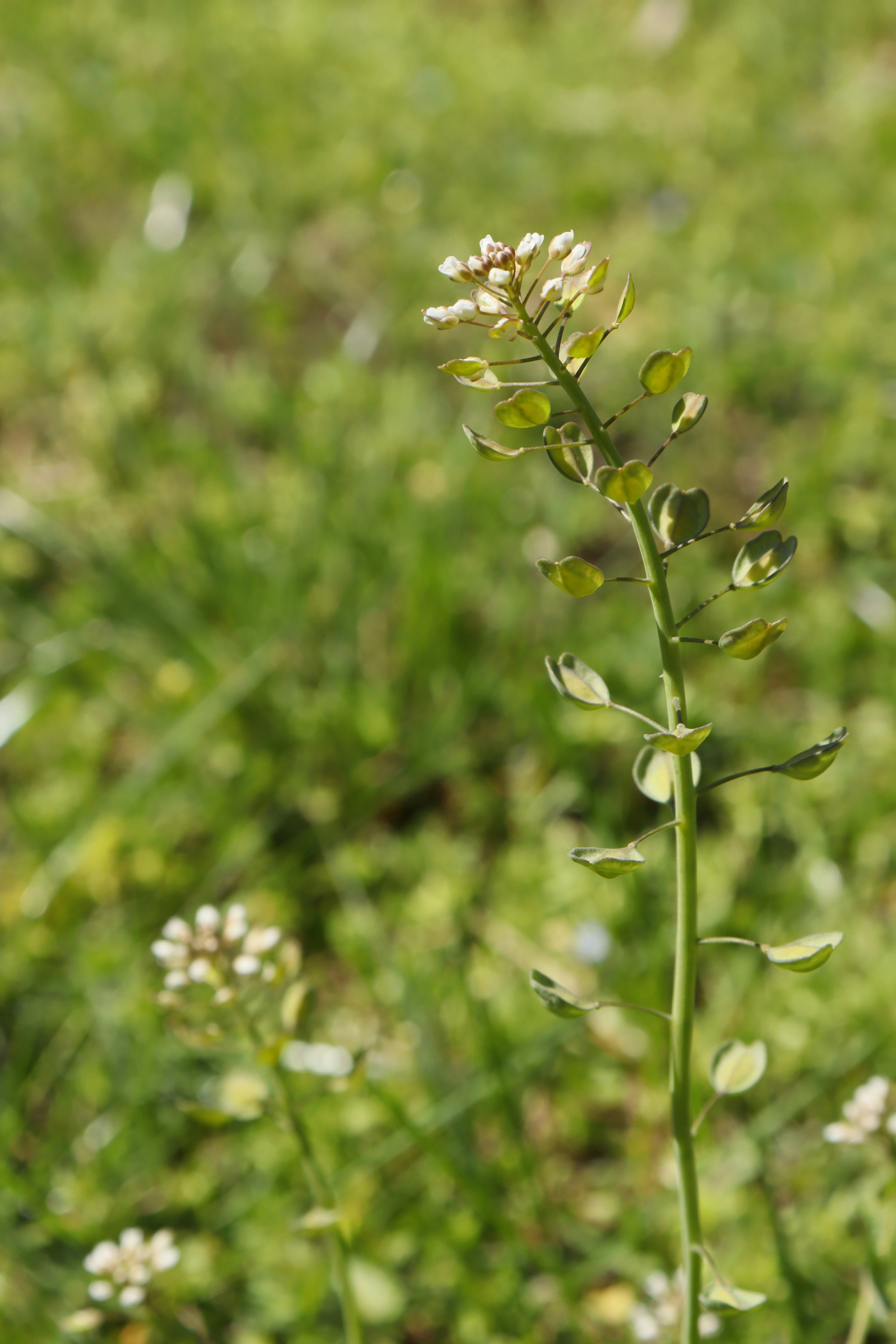 Photo by bored_mongoose