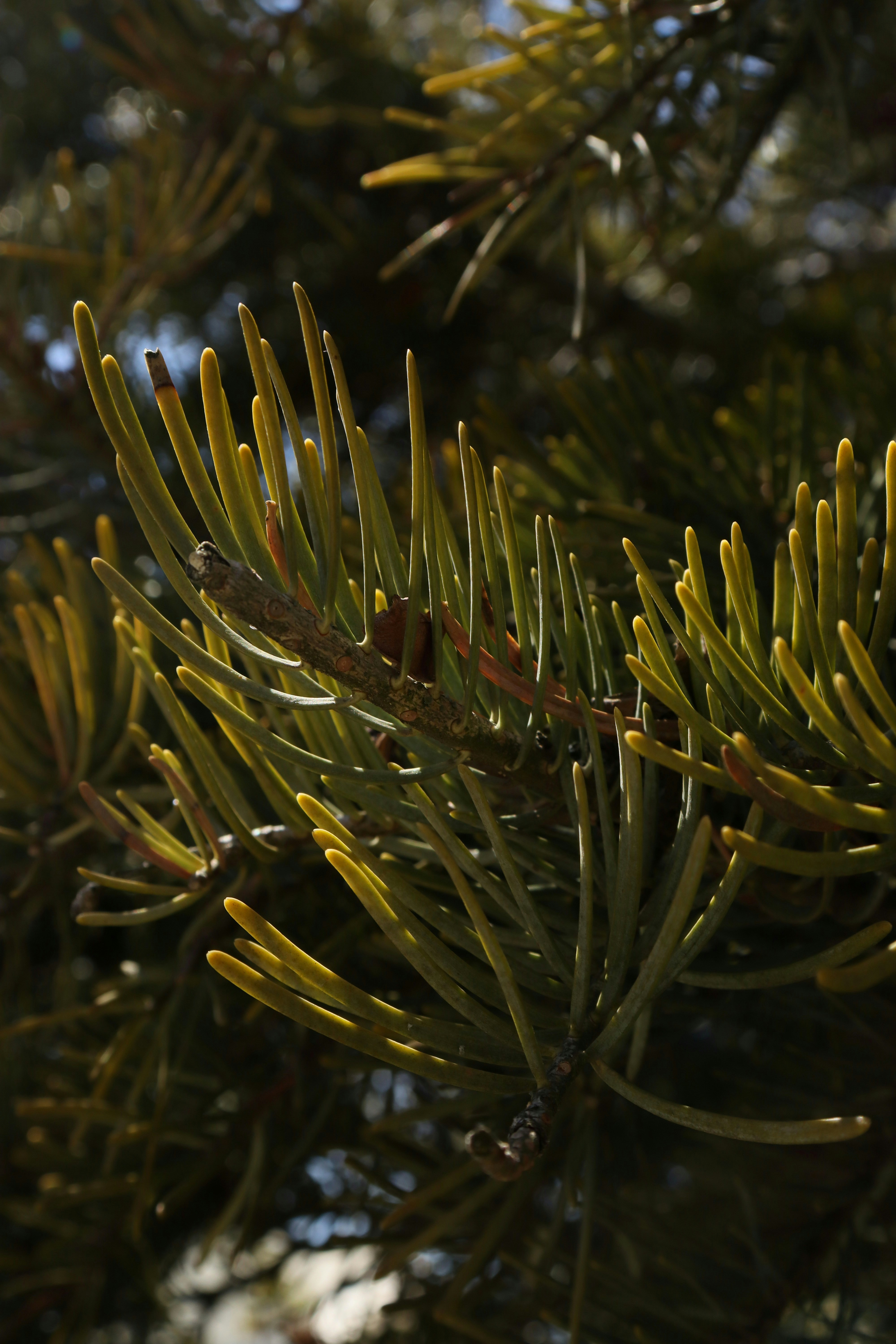 Photo by bored_mongoose