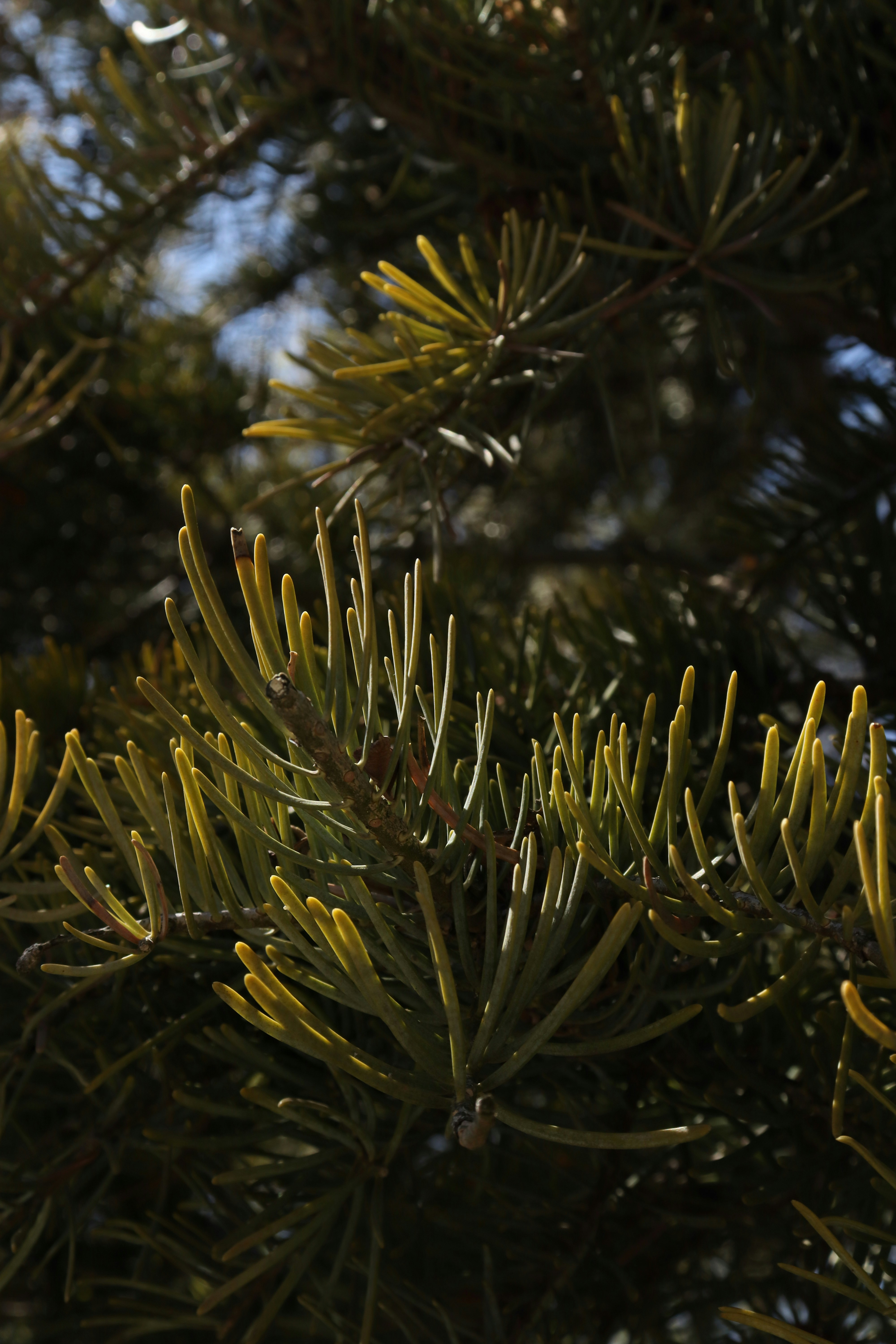 Photo by bored_mongoose