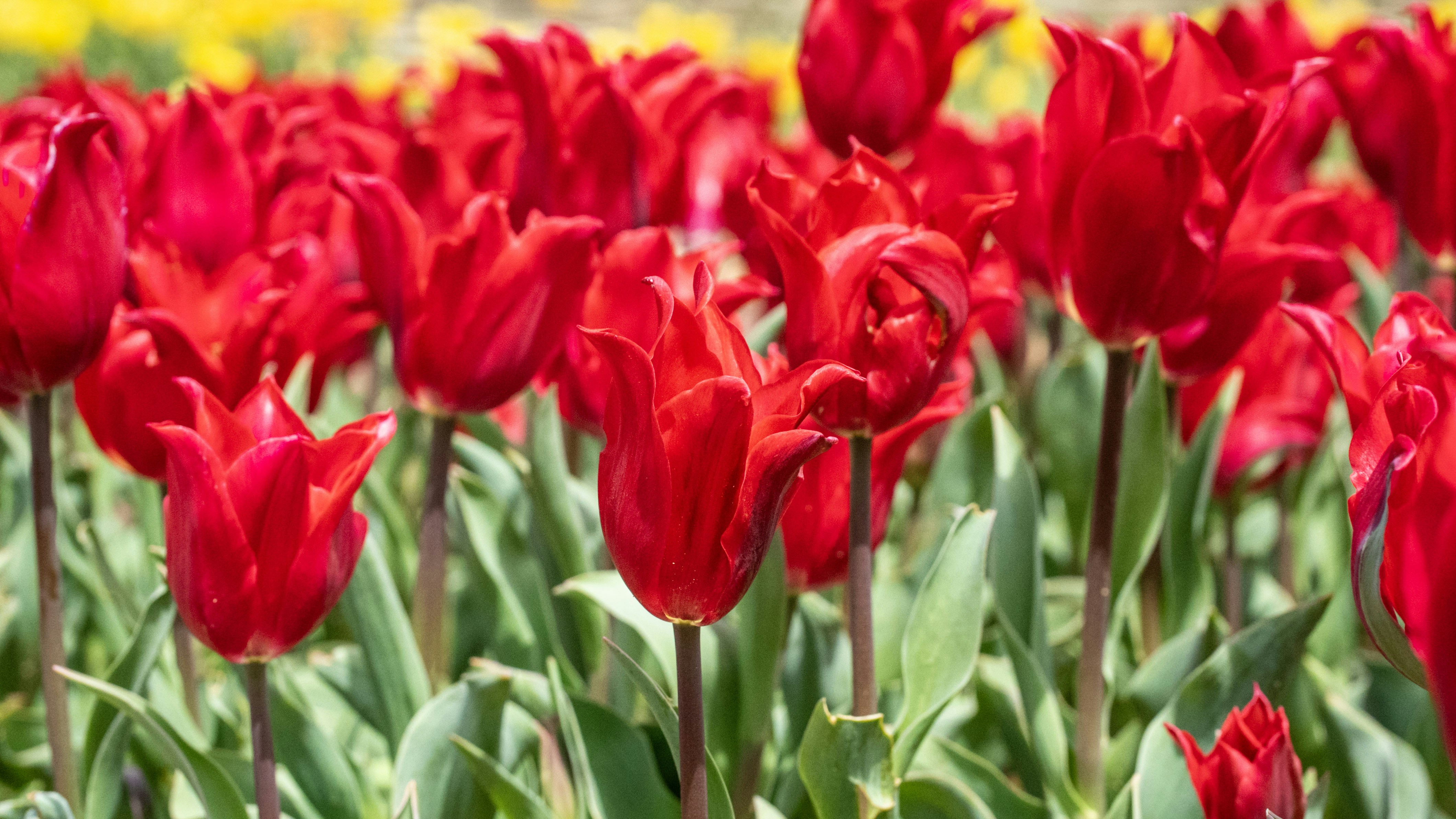 Photo by mihaela_claudia_p