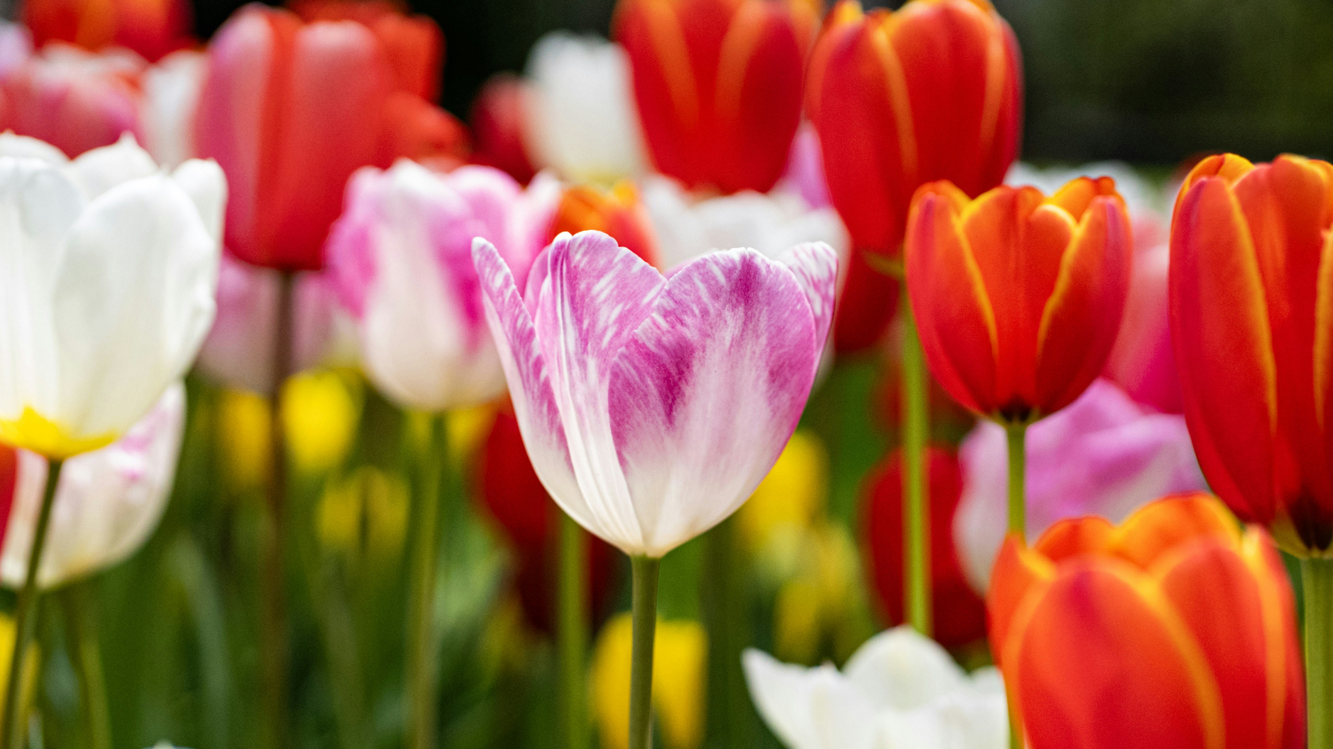 Photo by mihaela_claudia_p