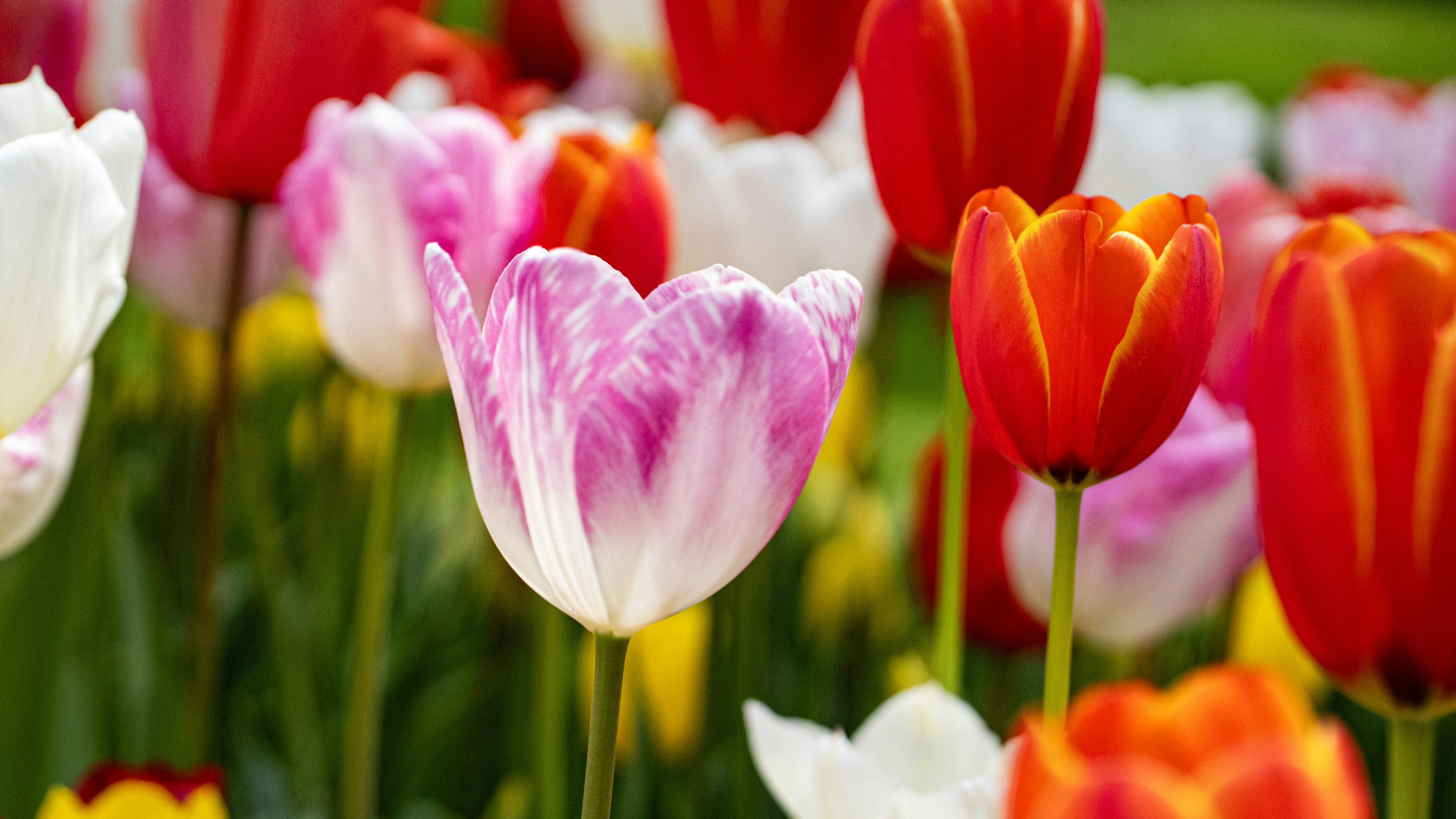 Photo by mihaela_claudia_p