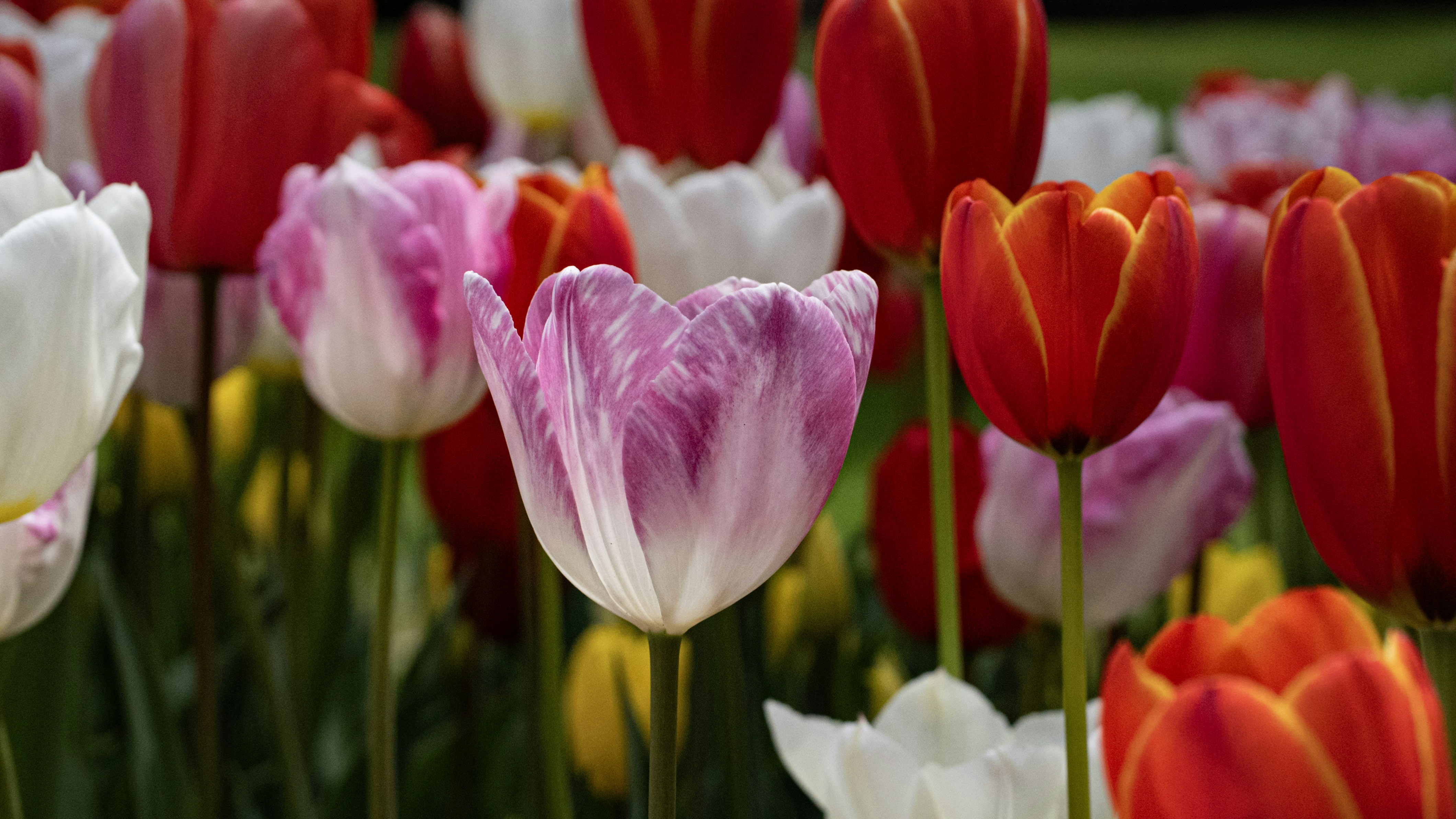 Photo by mihaela_claudia_p