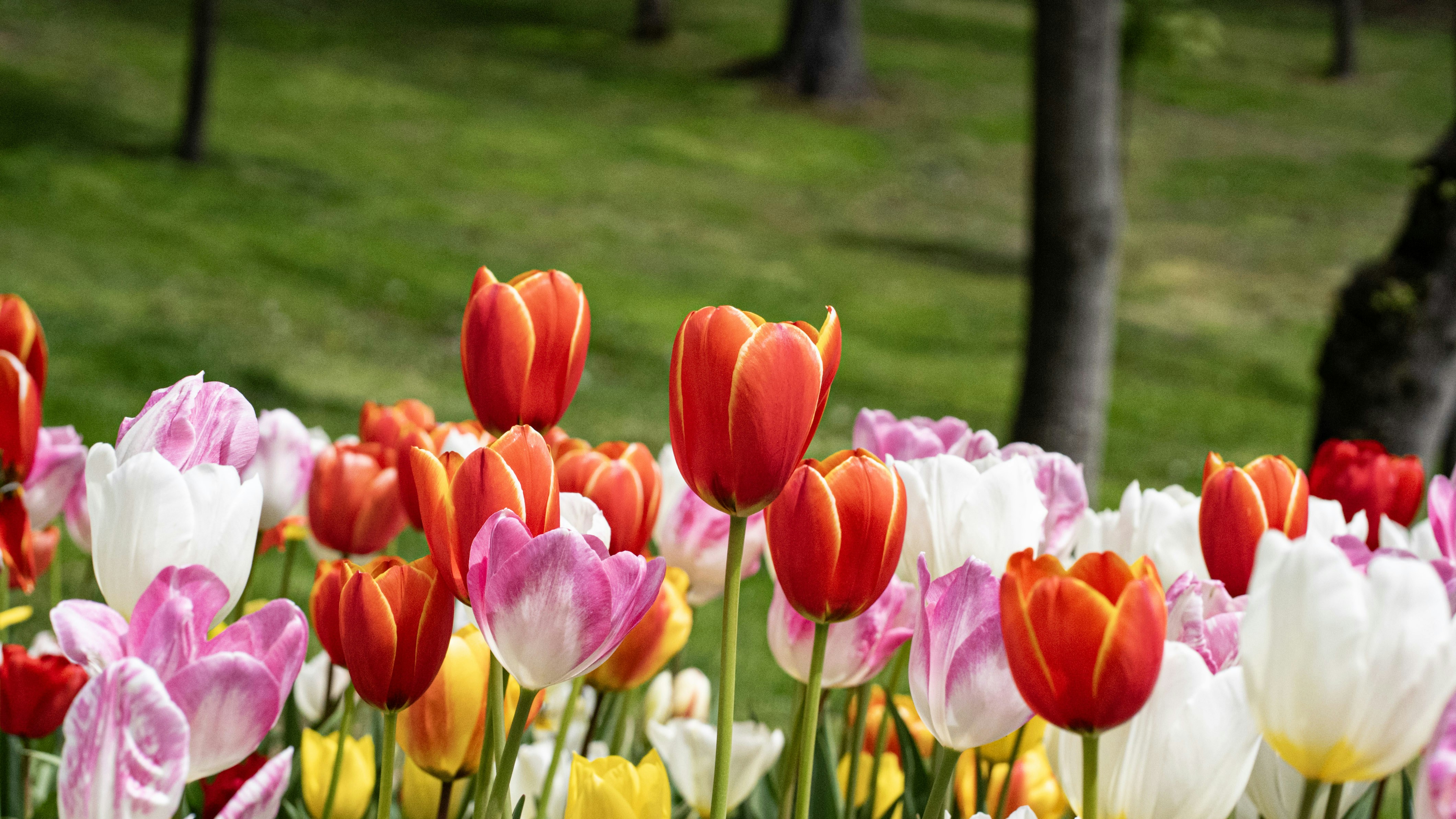 Photo by mihaela_claudia_p