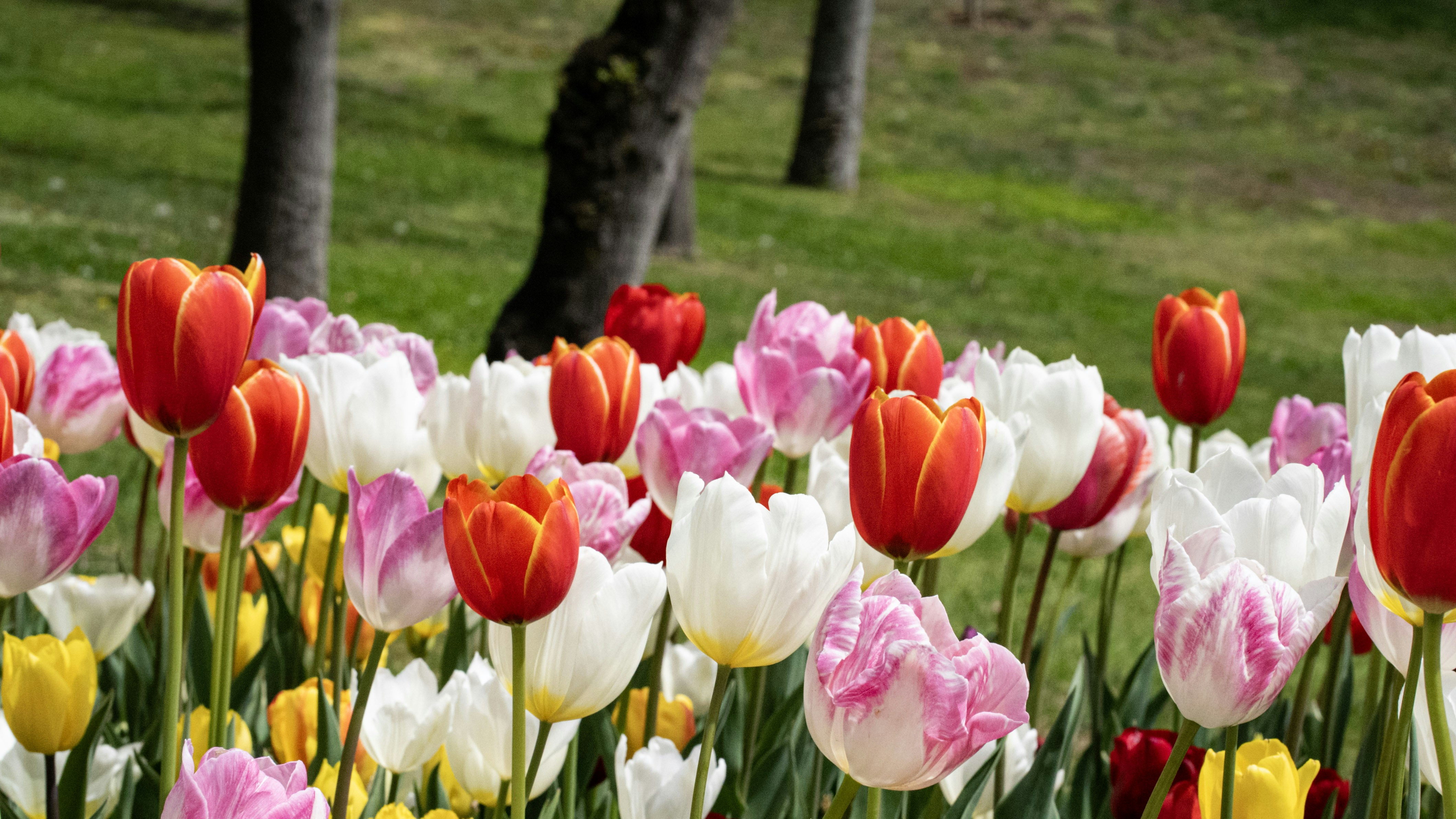 Photo by mihaela_claudia_p