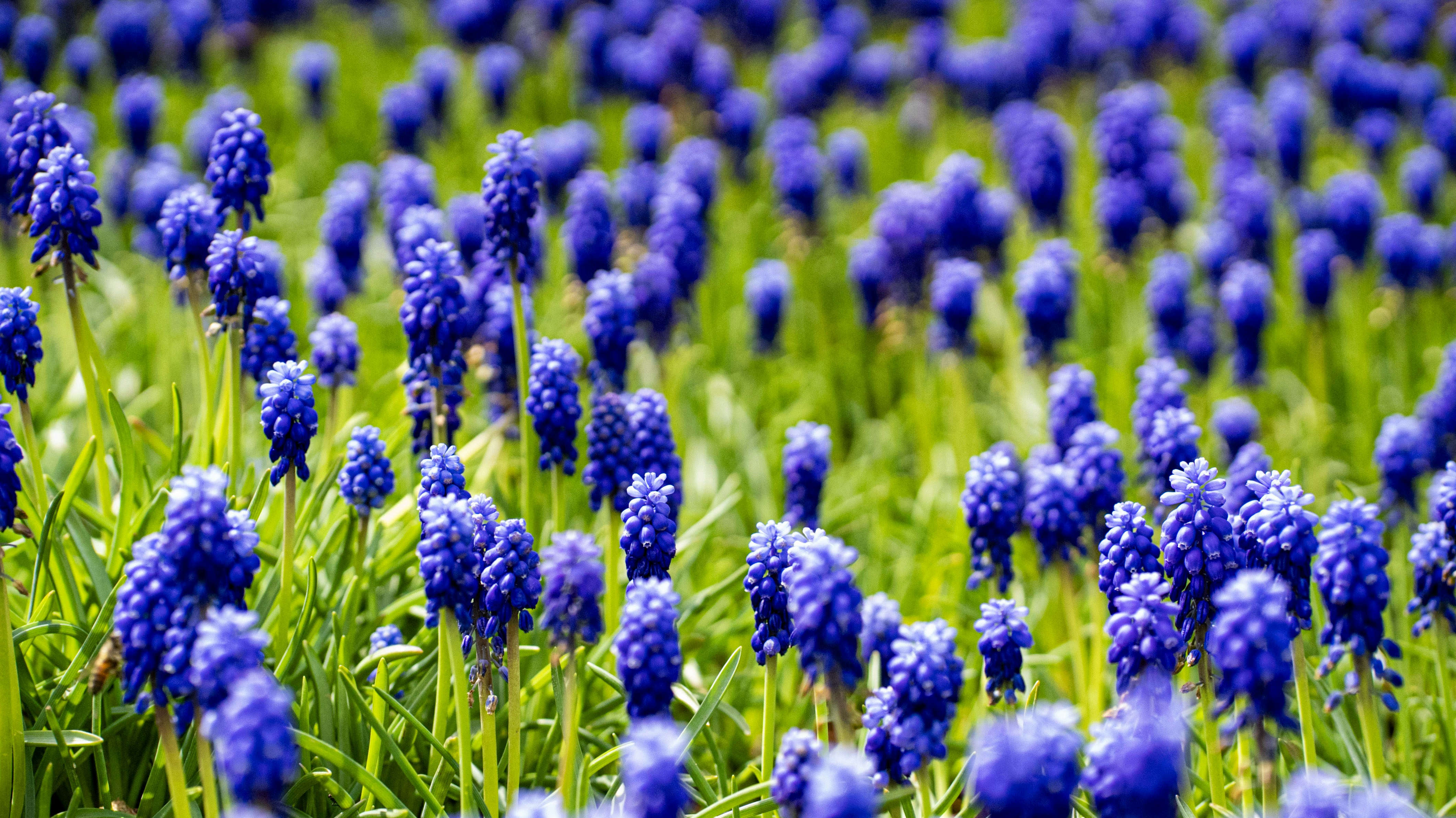 Photo by mihaela_claudia_p