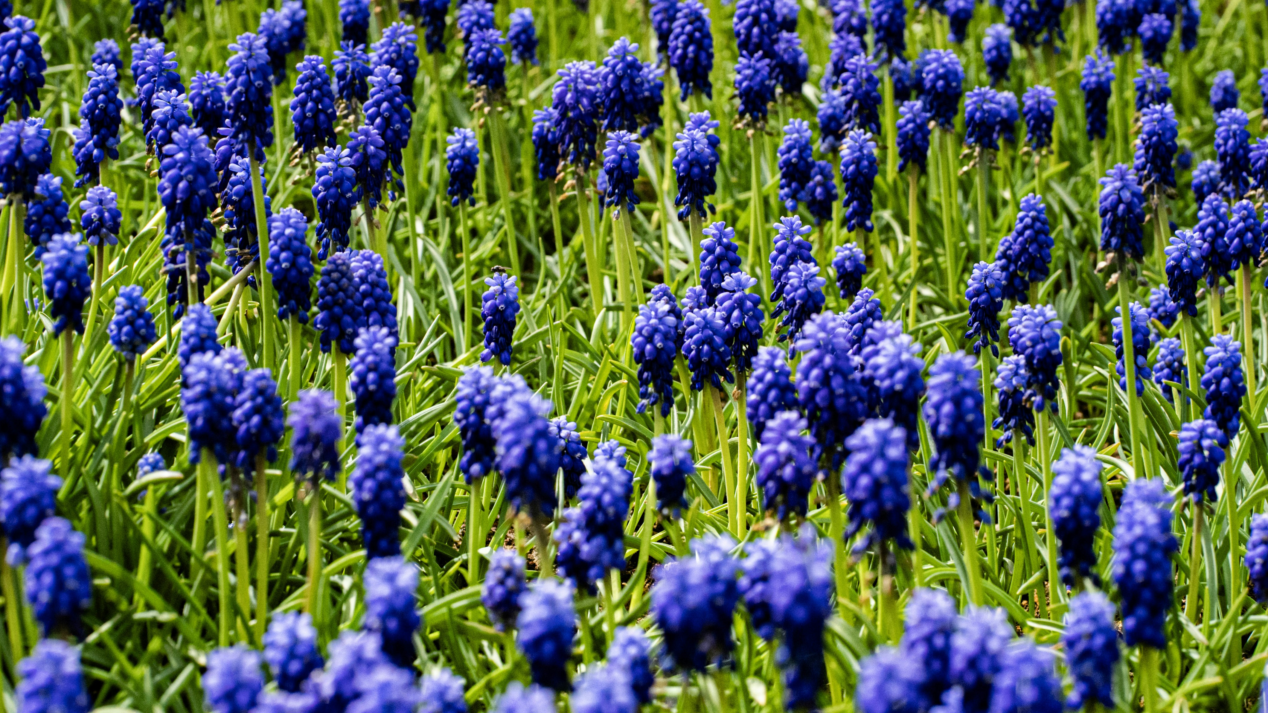 Photo by mihaela_claudia_p