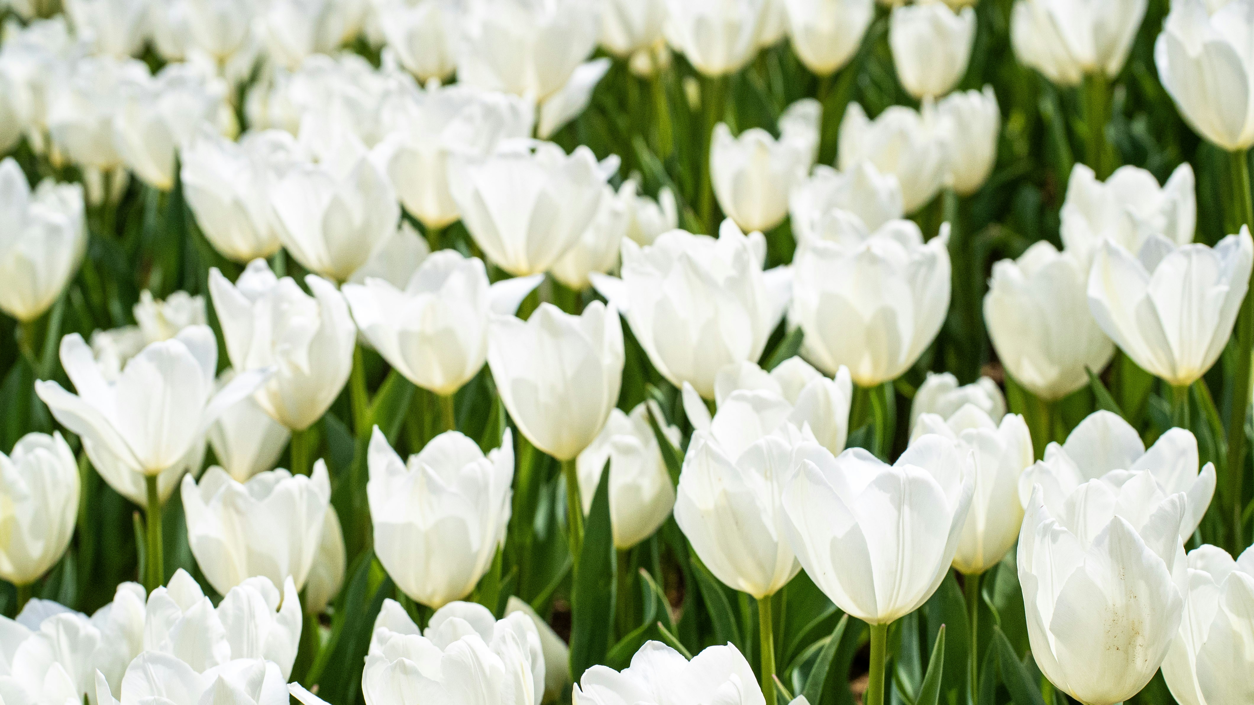 Photo by mihaela_claudia_p