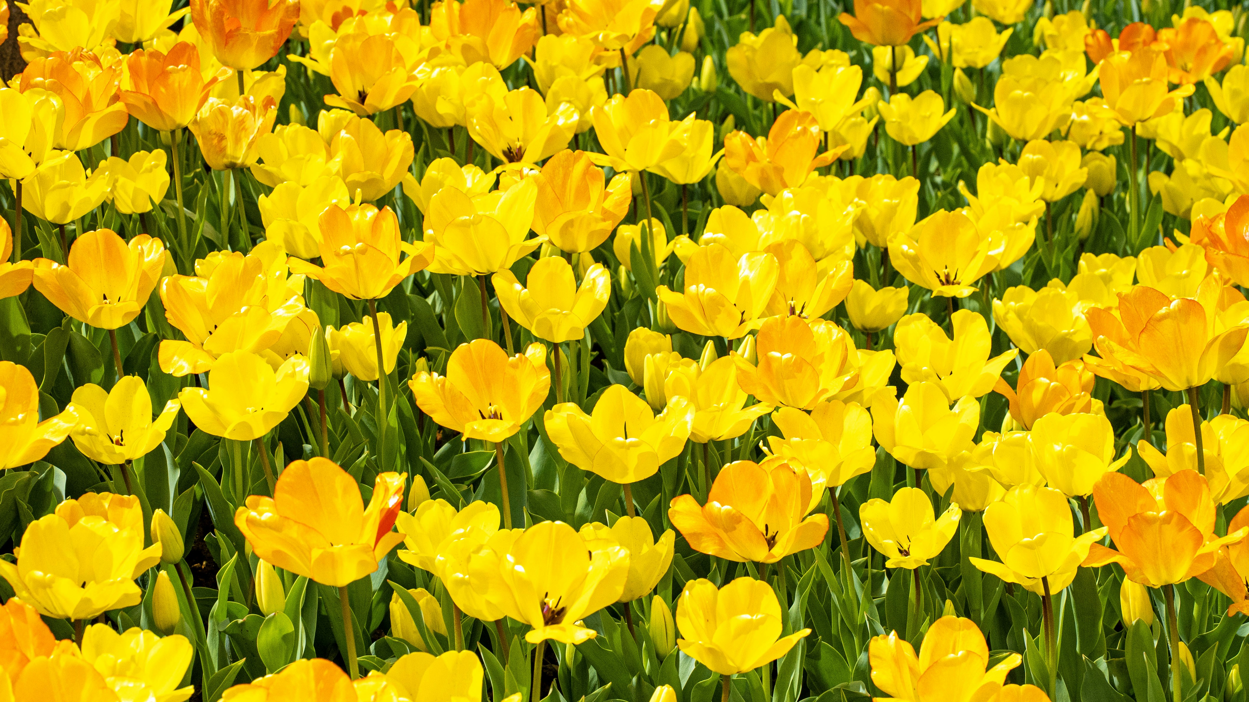 Photo by mihaela_claudia_p