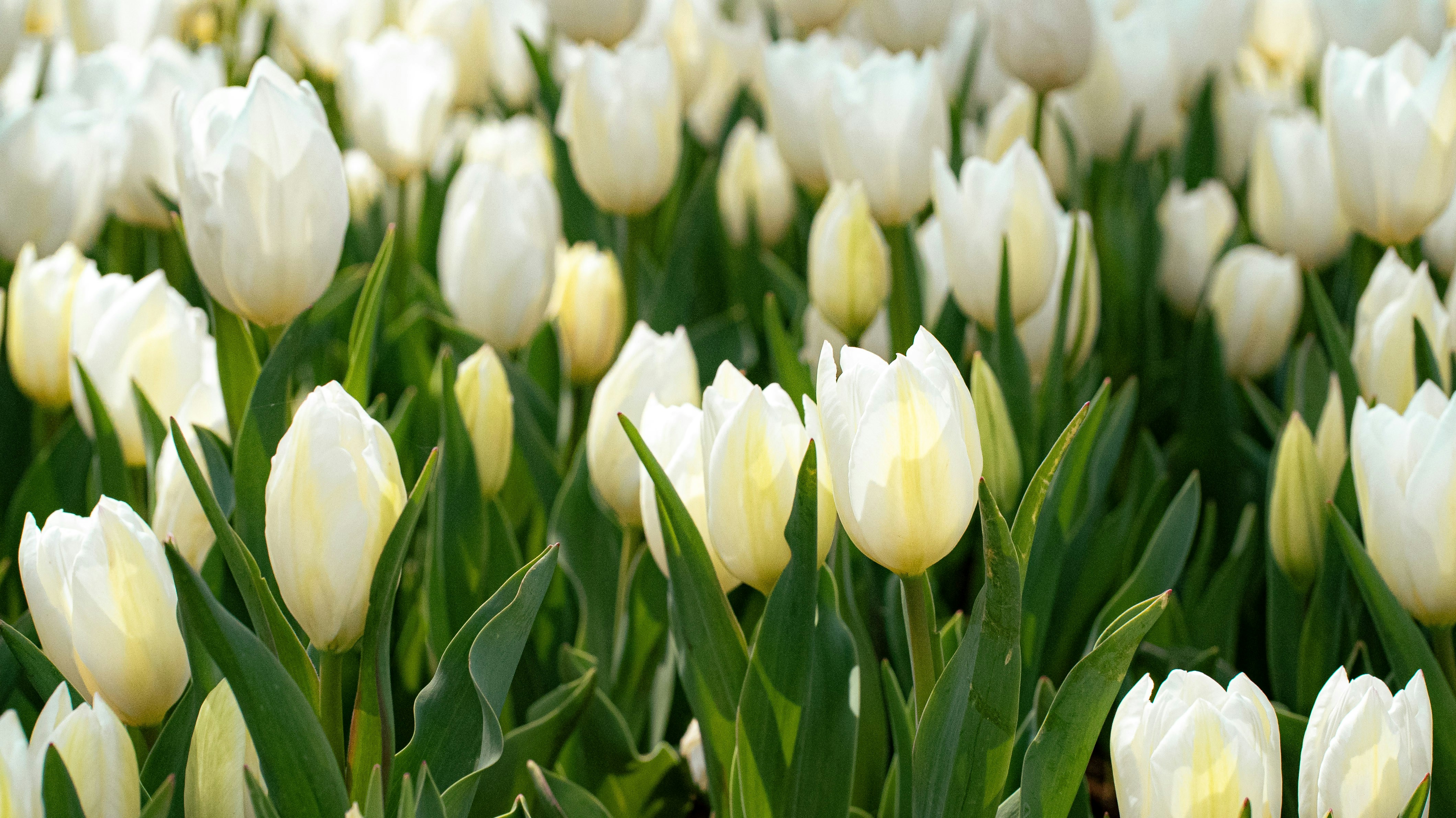 Photo by mihaela_claudia_p