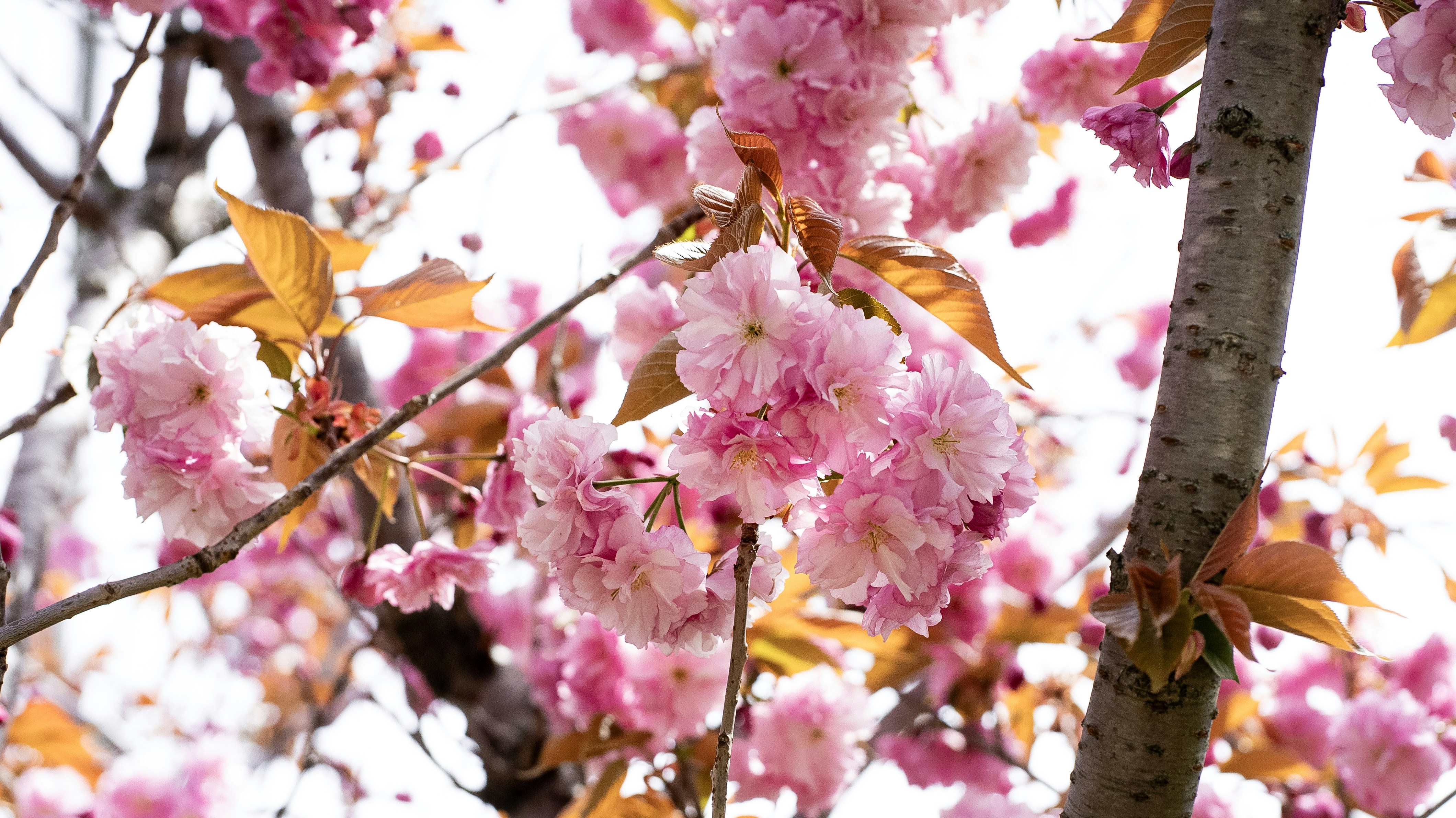 Photo by mihaela_claudia_p