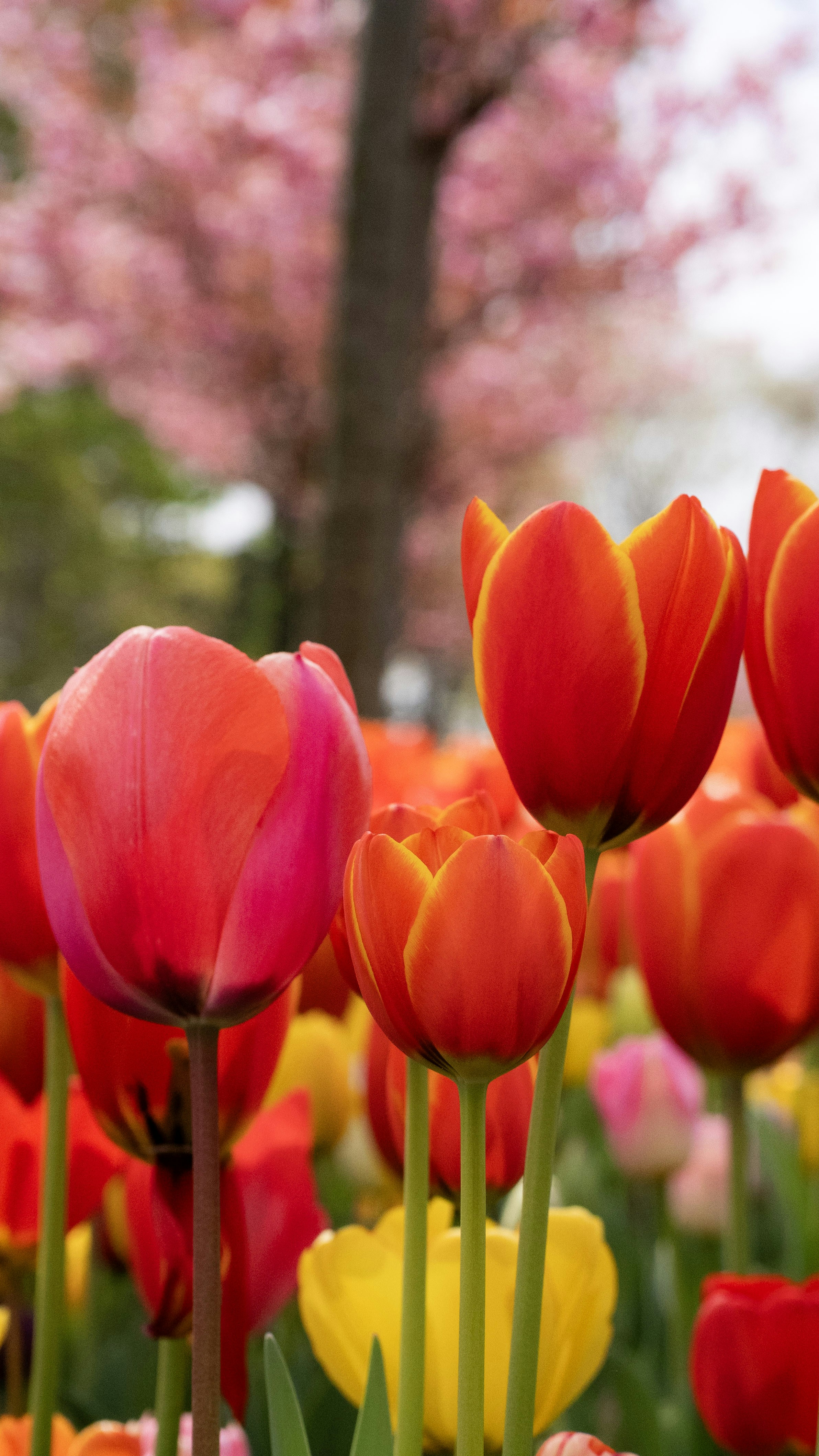 Photo by mihaela_claudia_p