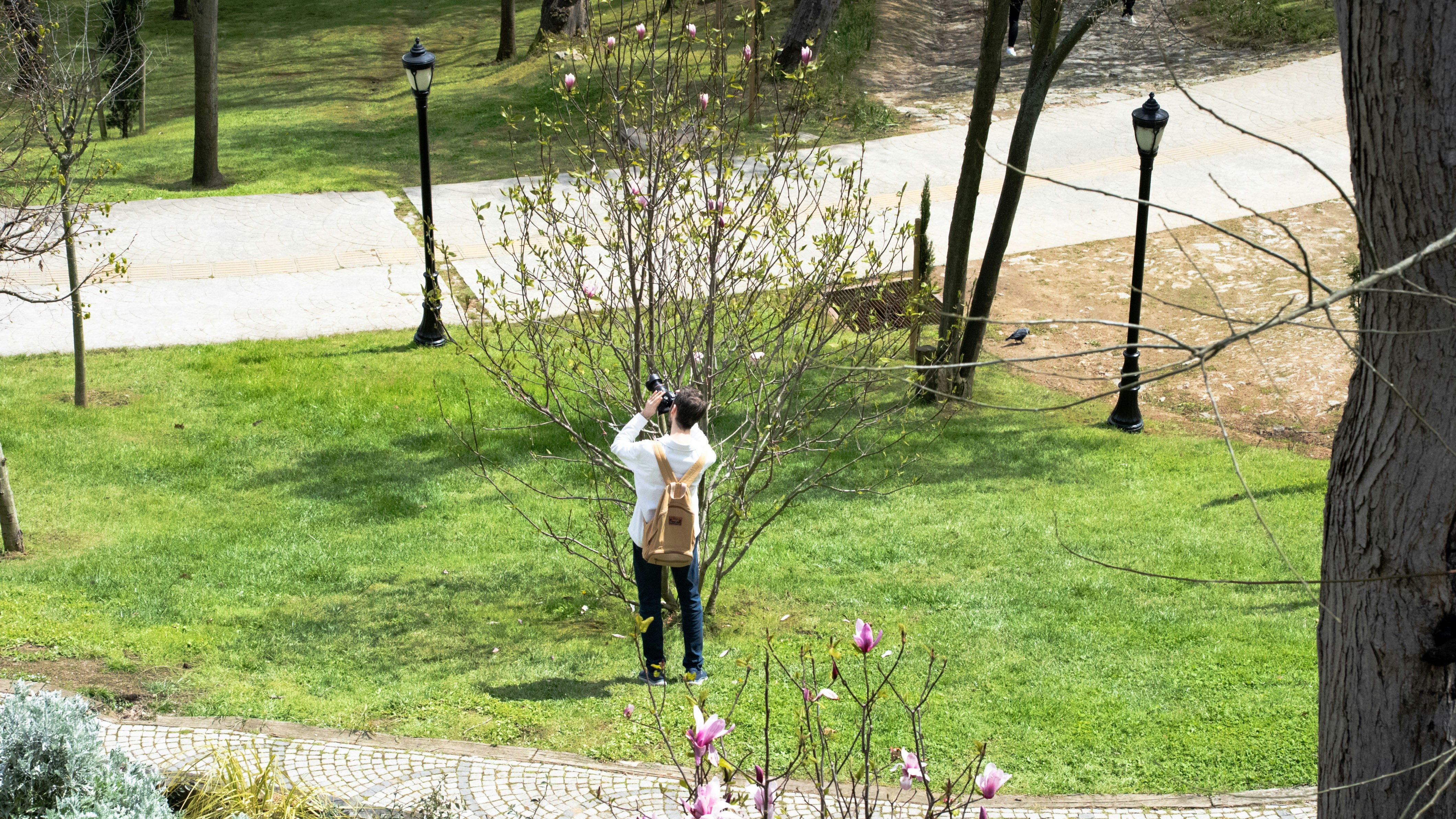 A person takes a photo of a tree in a park.