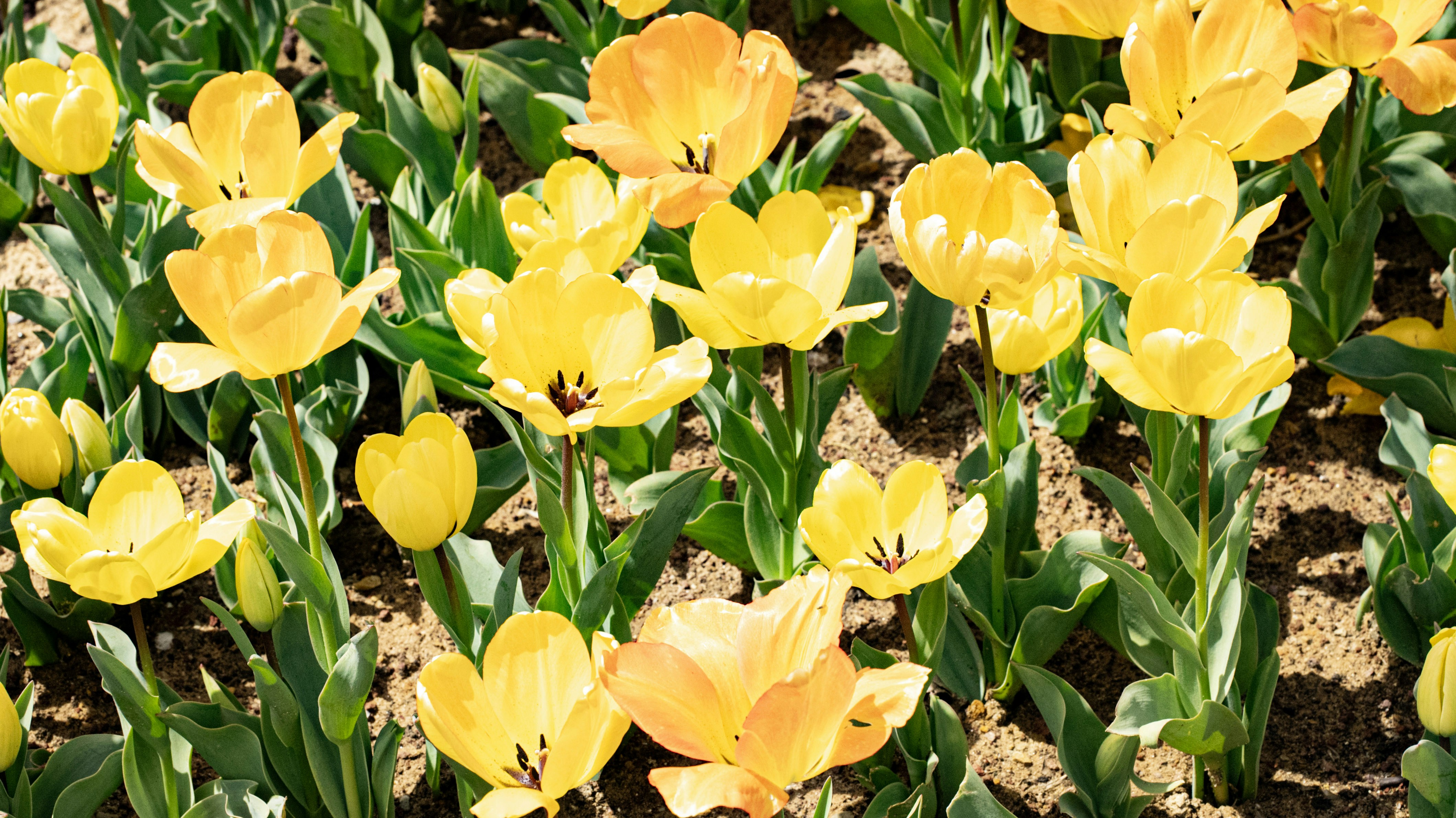 Photo by mihaela_claudia_p