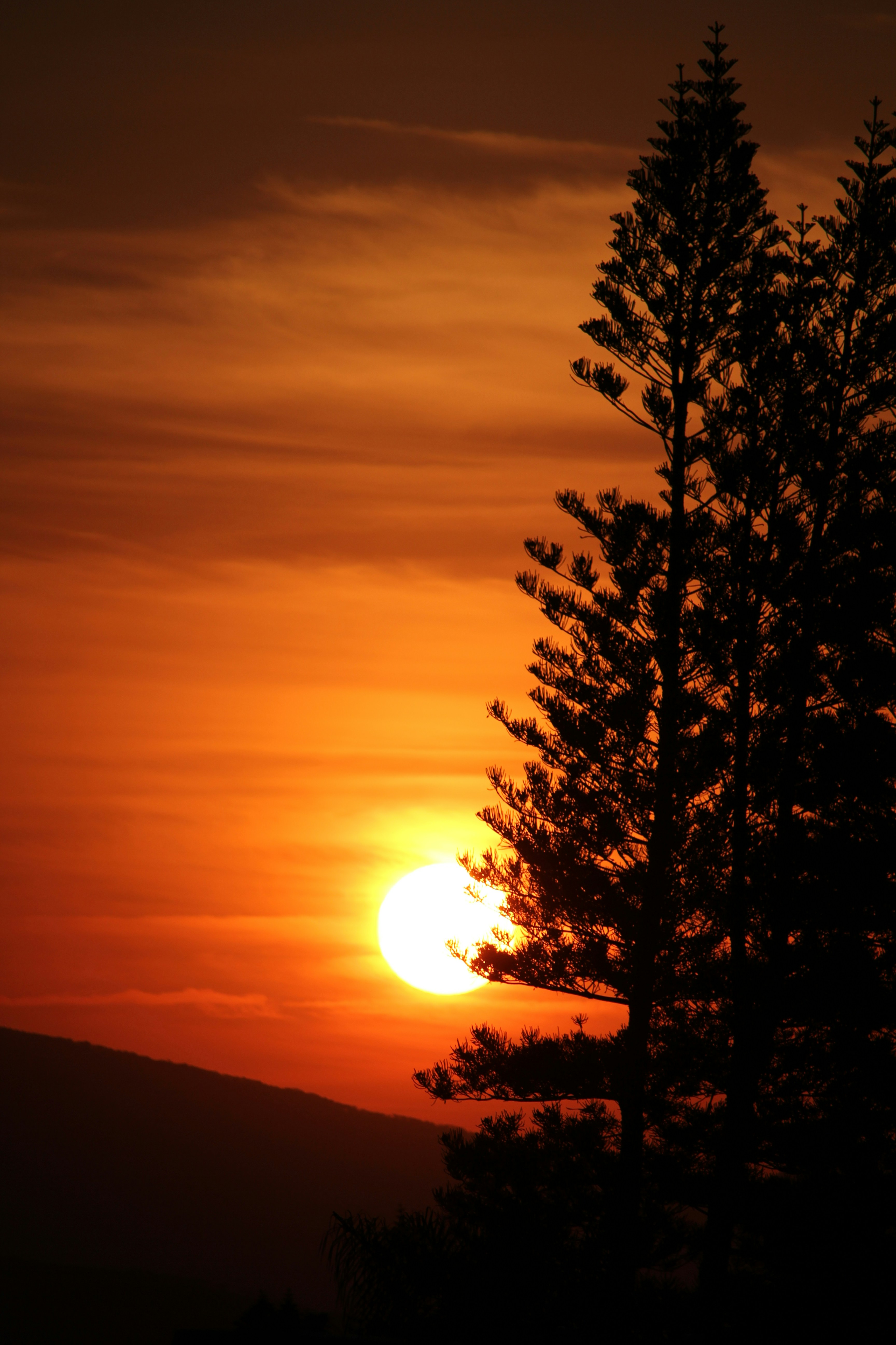Vibrant sunset glows behind a silhouetted tree