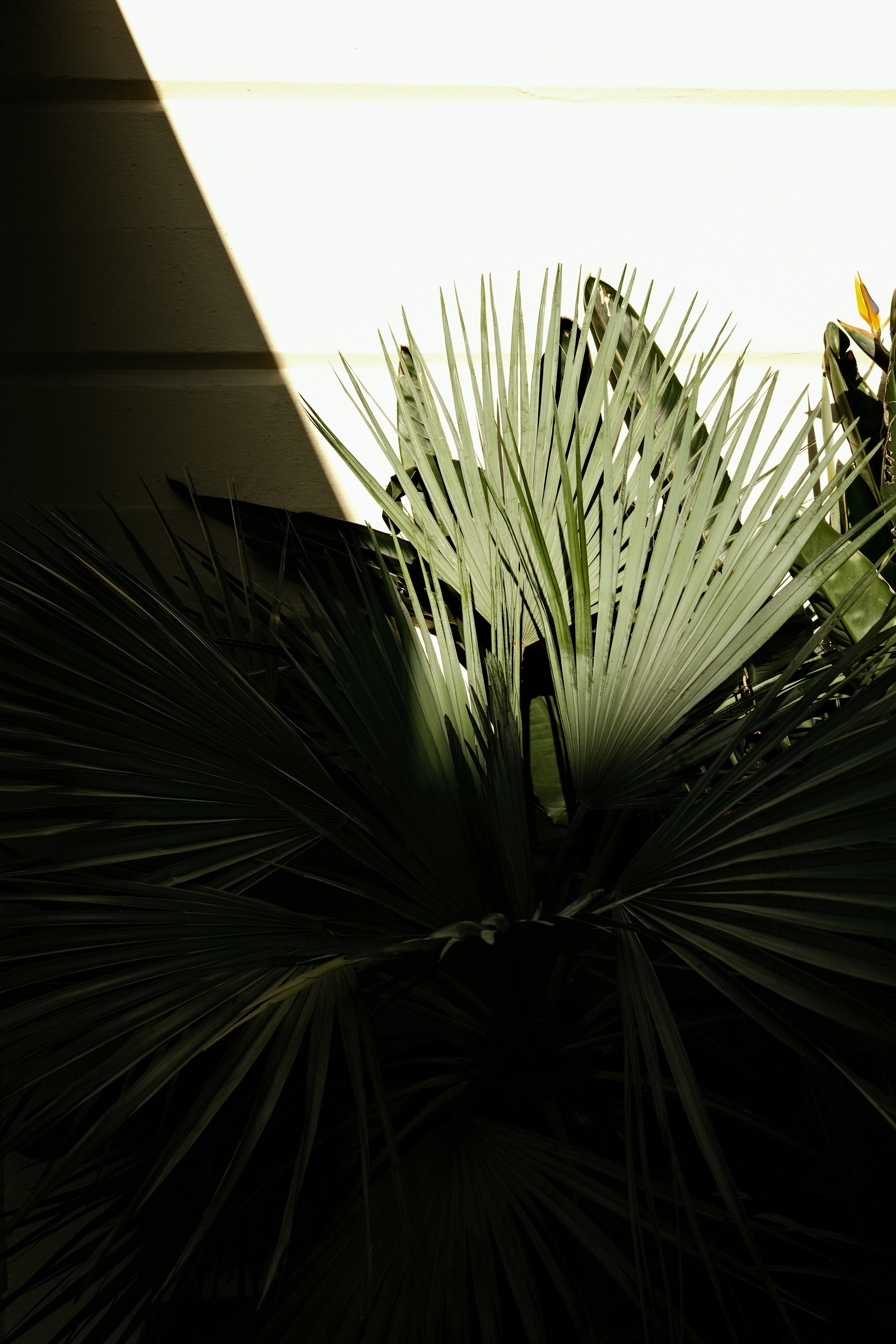 Photo by kalaniparker