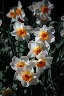 White daffodils with orange centers bloom beautifully.