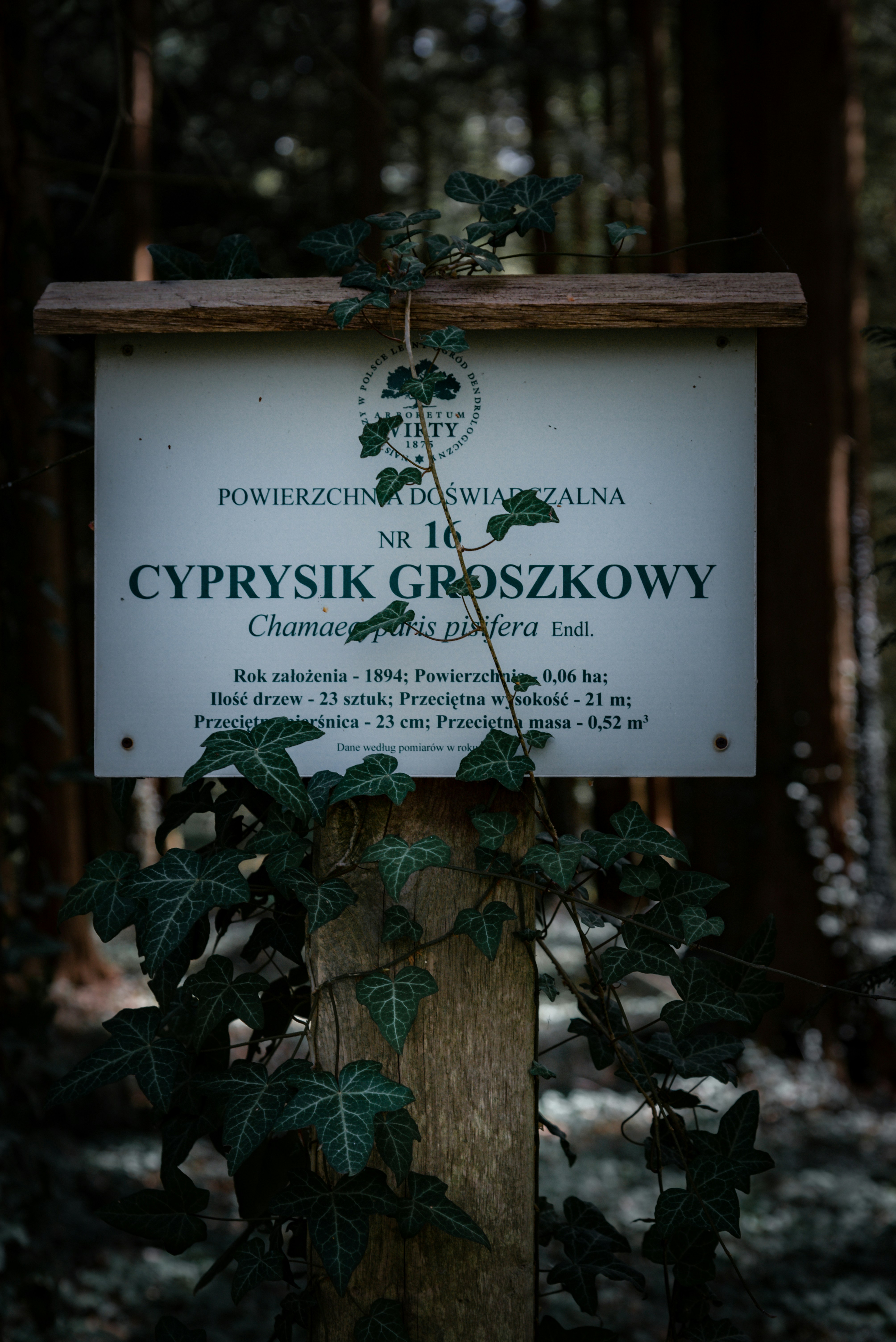 A sign about a cypress tree is in a forest. photo – Free Forest Image ...