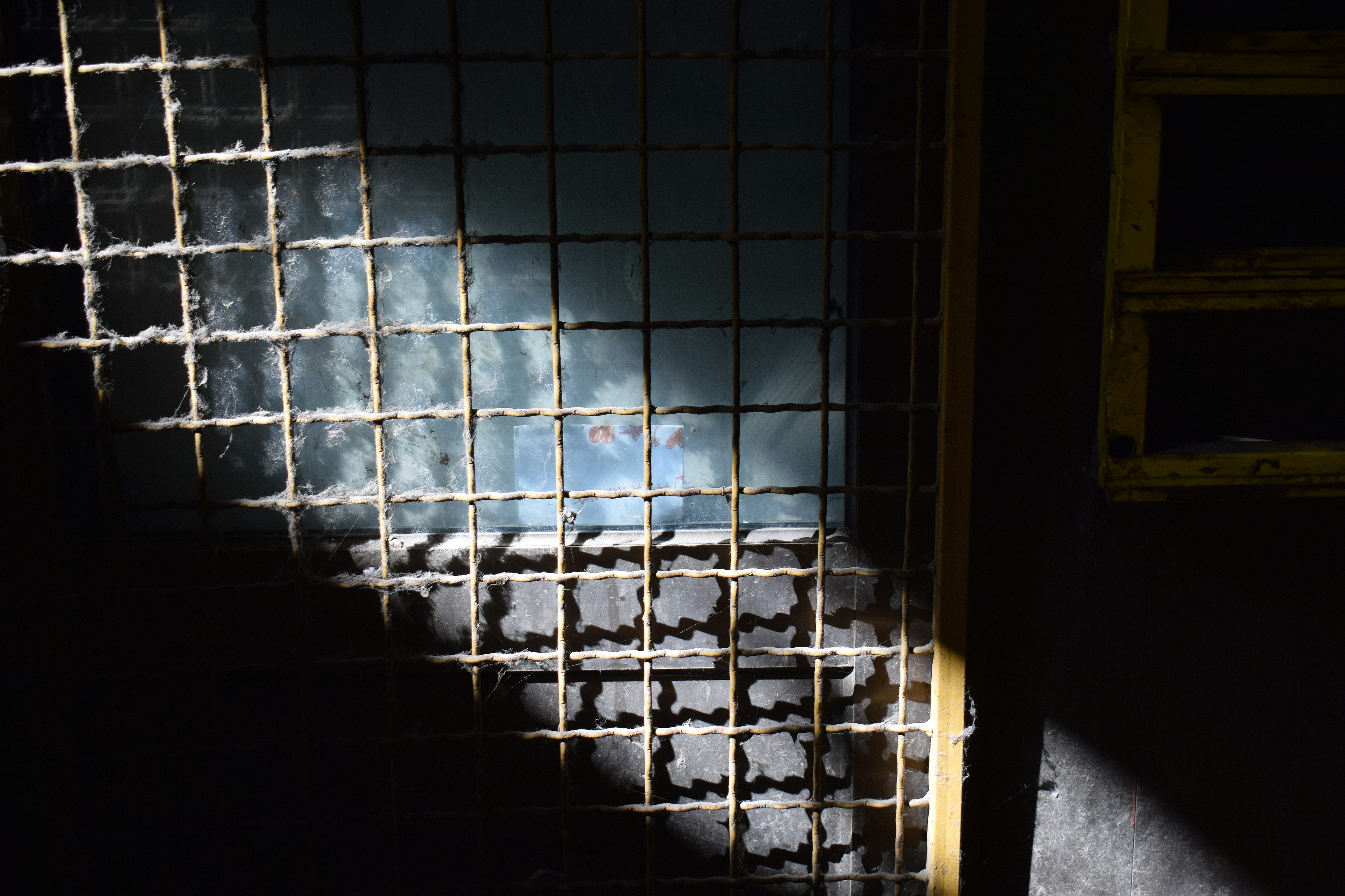 Πολλά καταστήματα για κατοικίδια δουλεύουν παράνομα στην Κύπρο