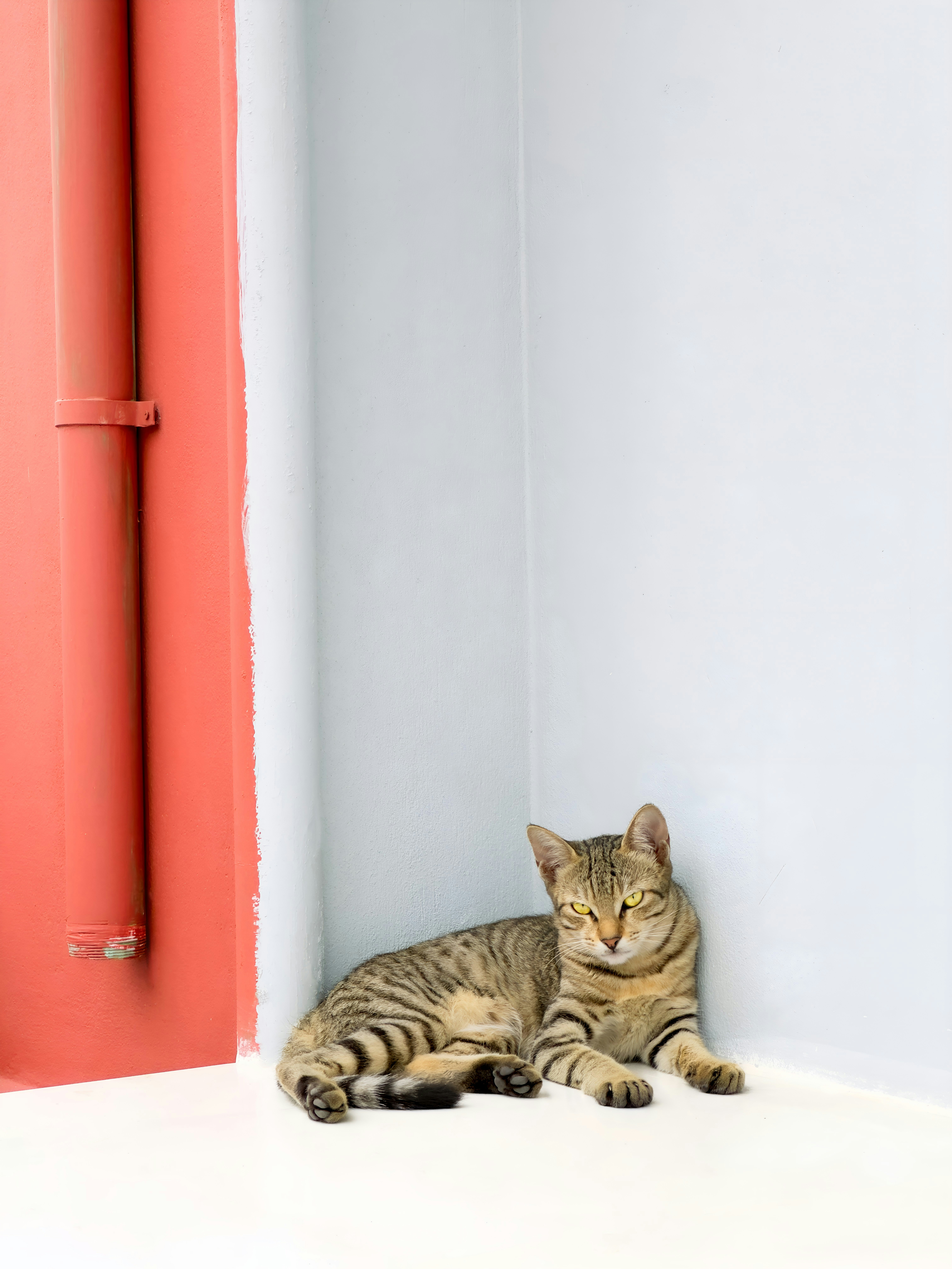 A cat rests against a colorful corner wall.