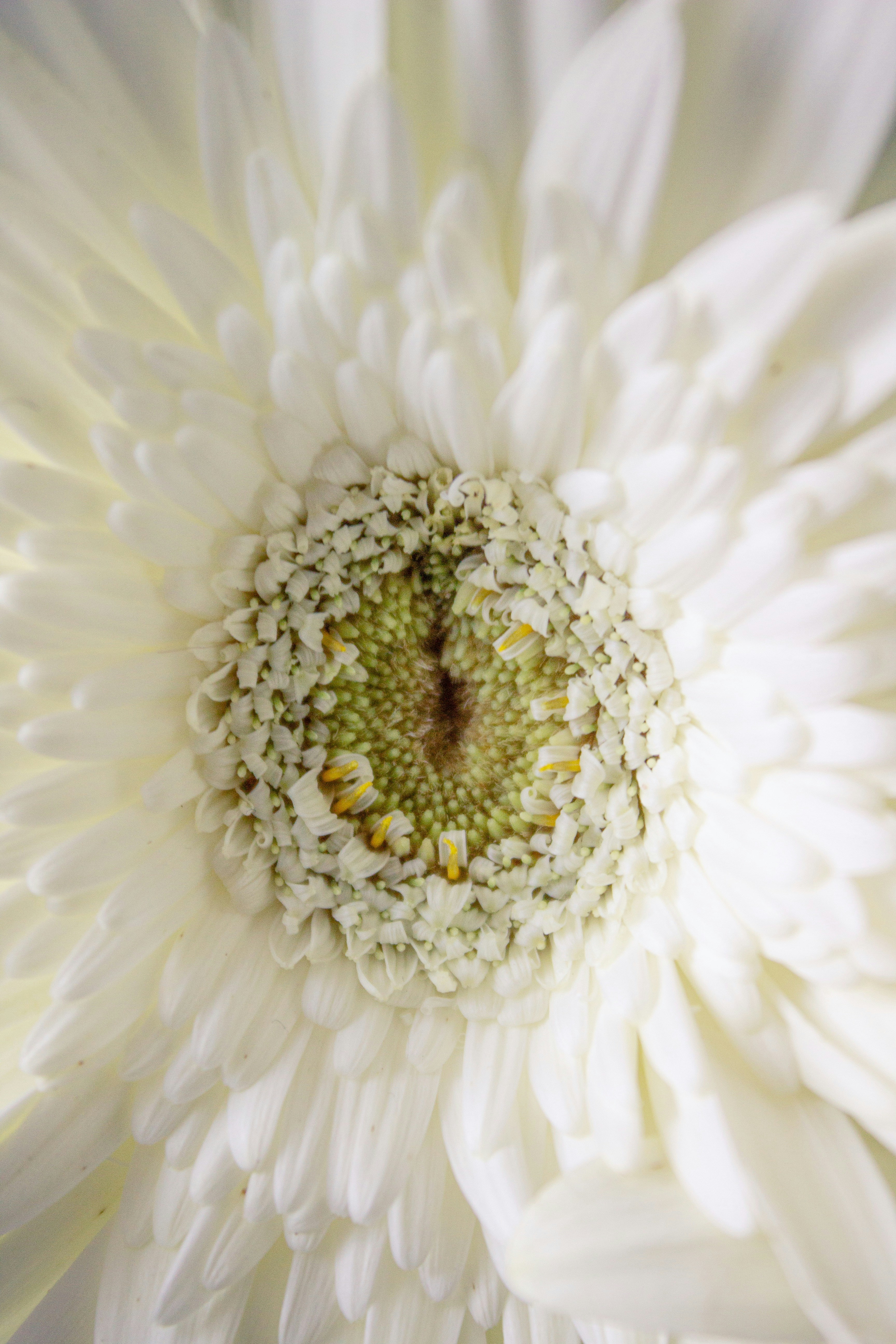 A close-up photo of a white gerbera daisy.