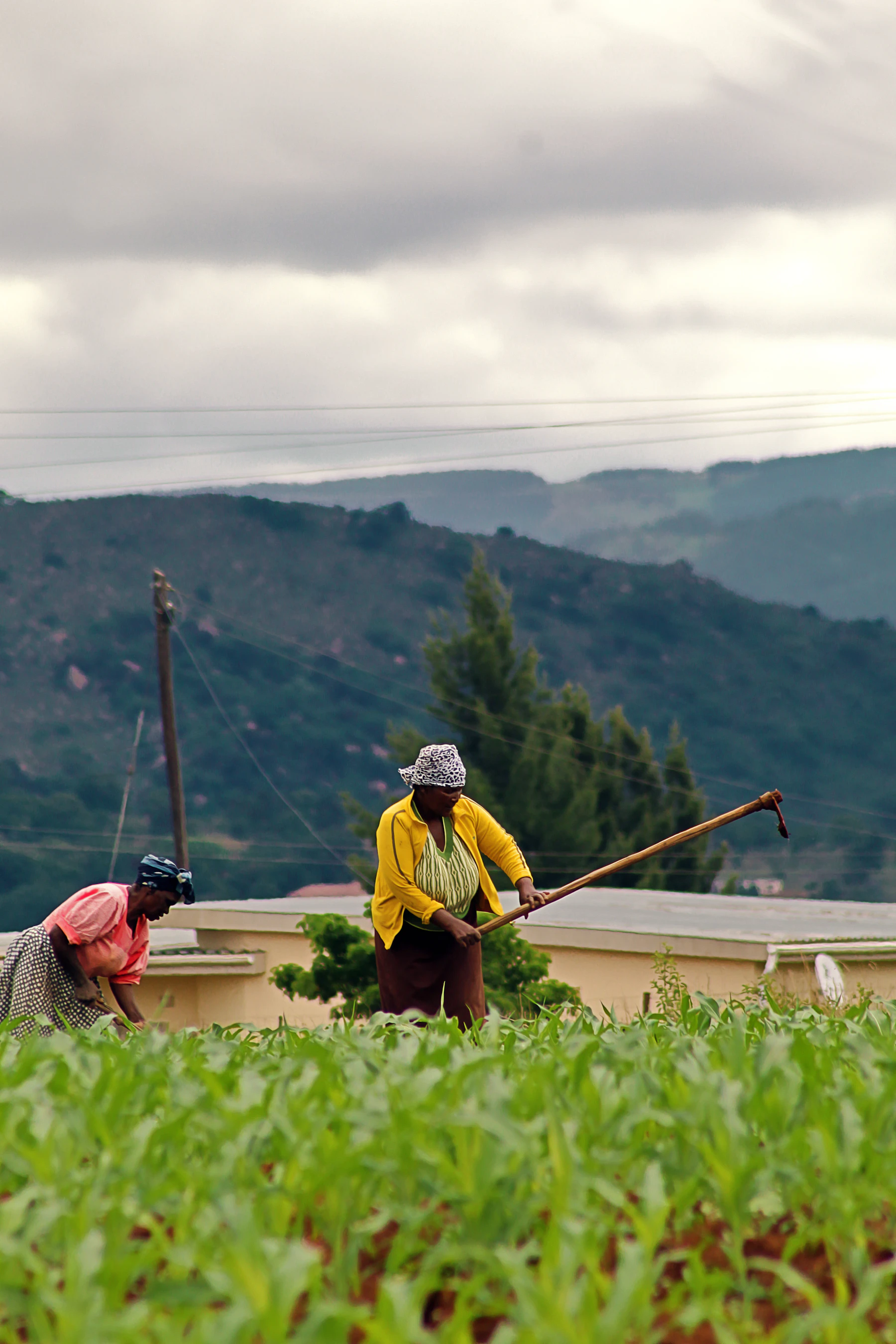 Agriculture
