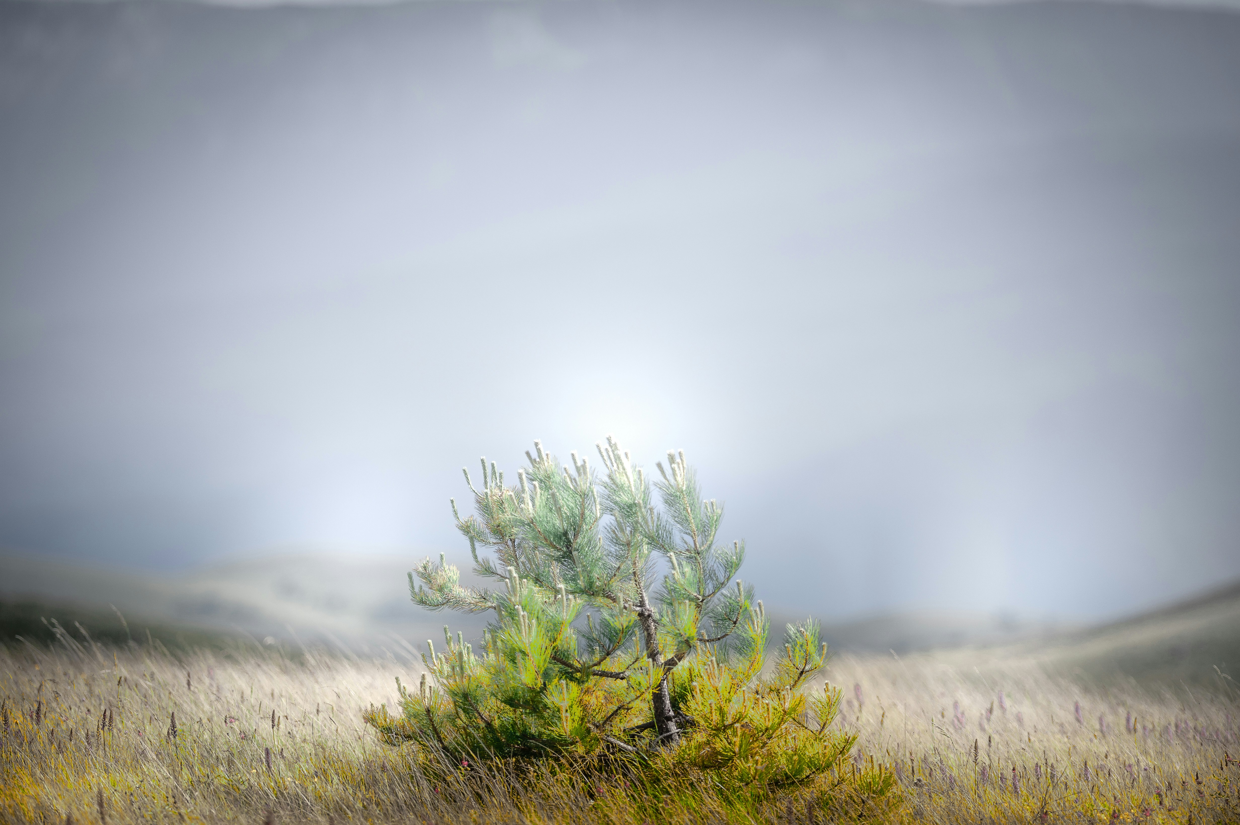 Lone tree stands in a field against a cloudy sky.