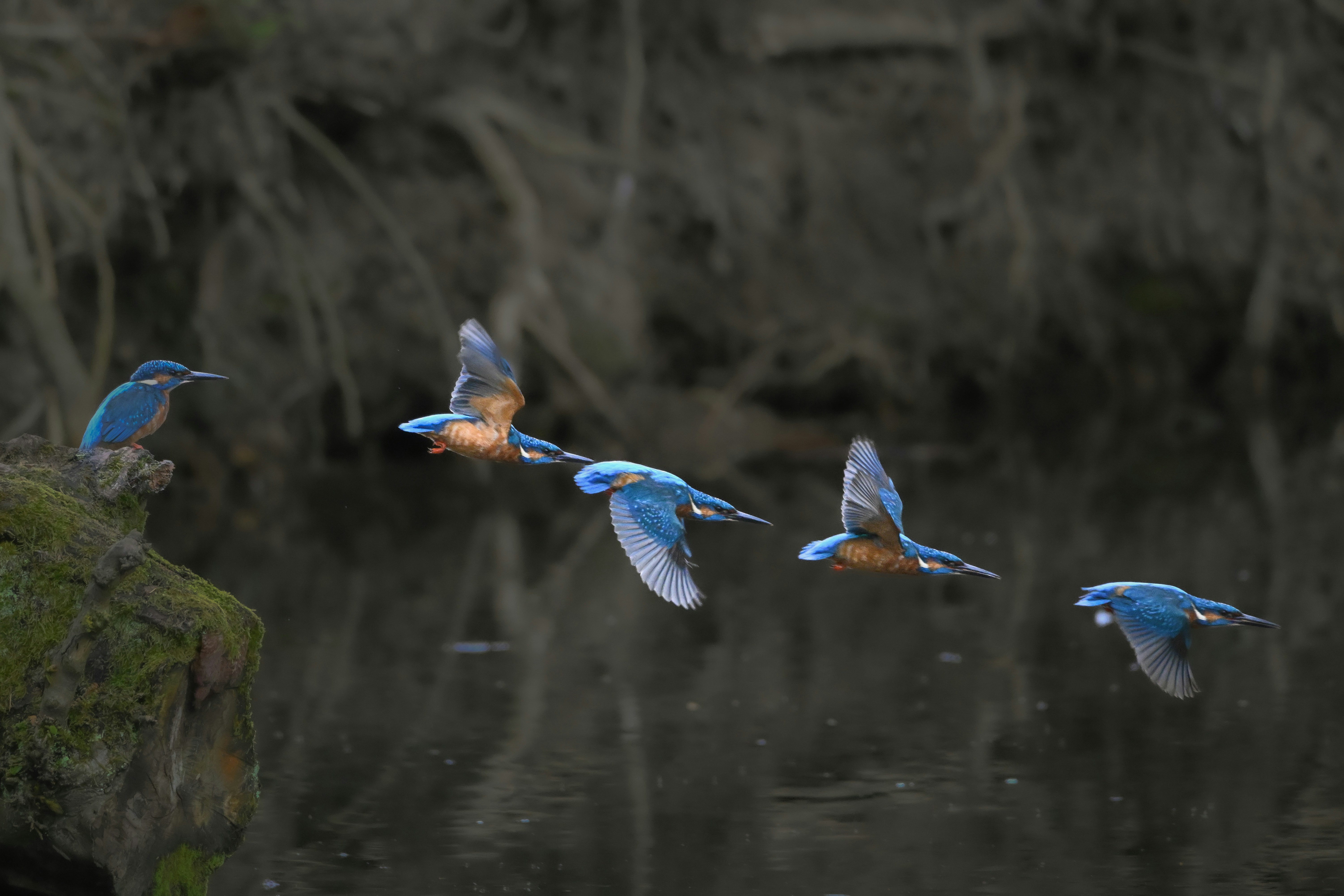 Photo by siegfriedpoepperl