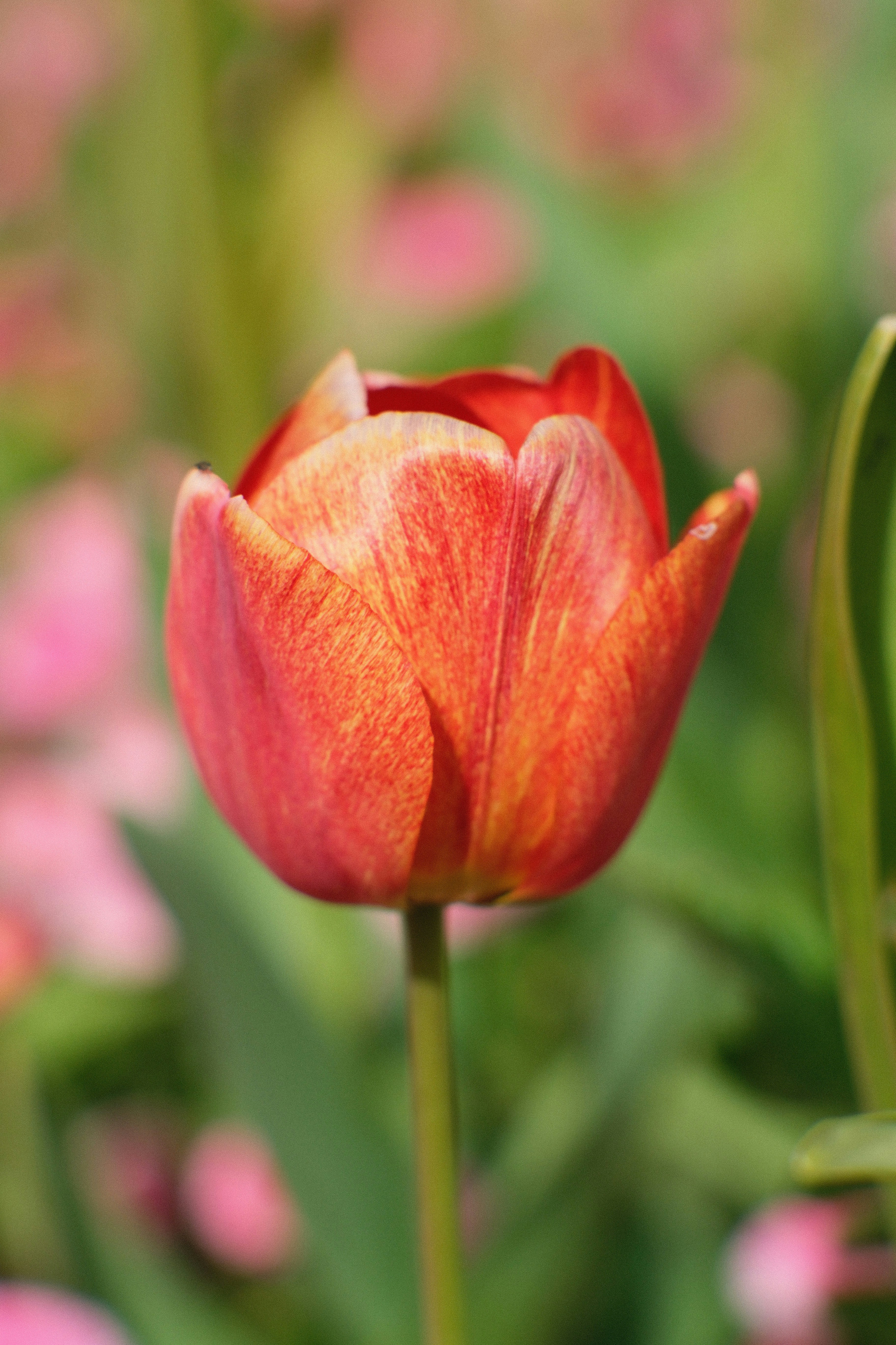 Photo by shahriarrahman