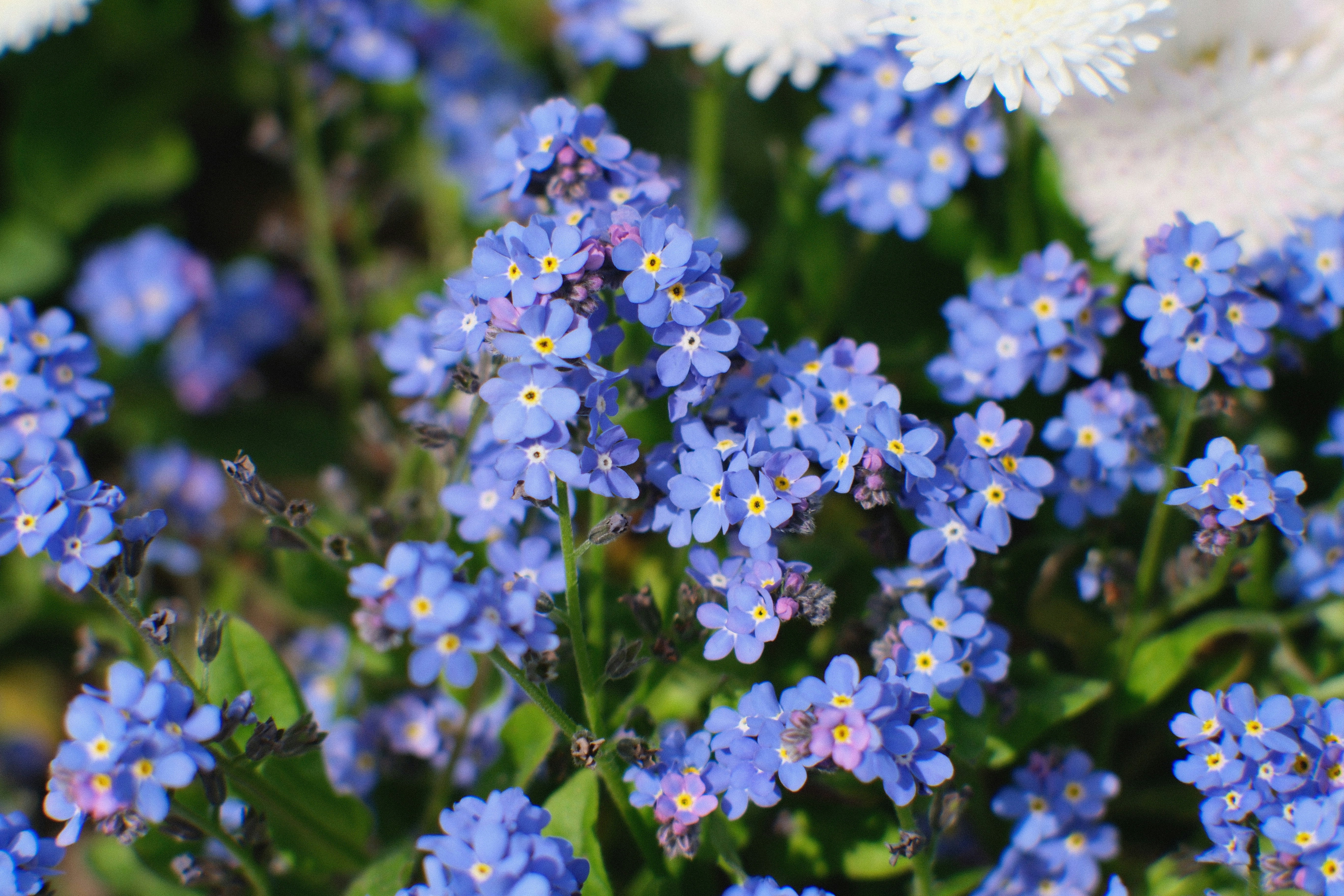 Photo by shahriarrahman