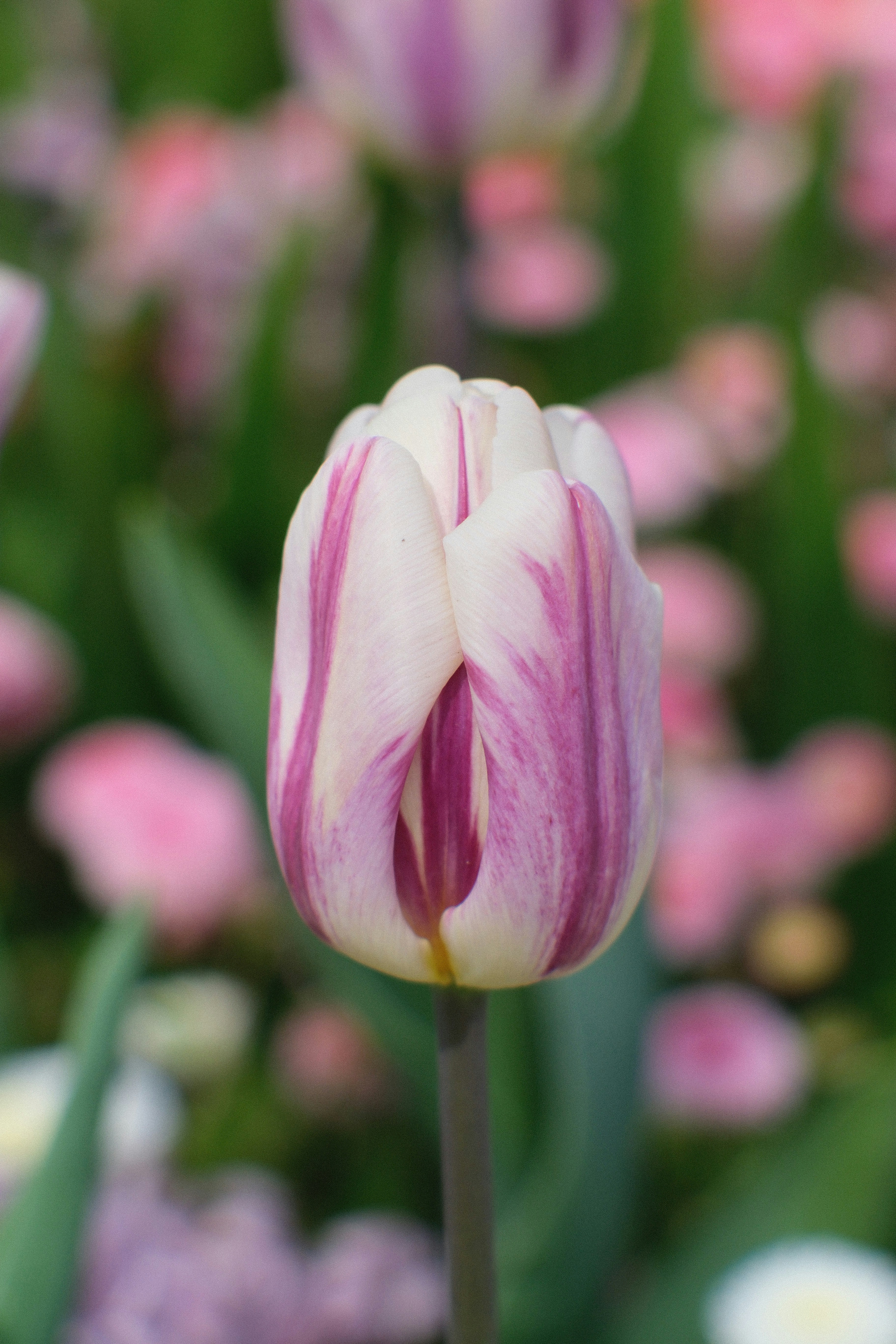 Photo by shahriarrahman