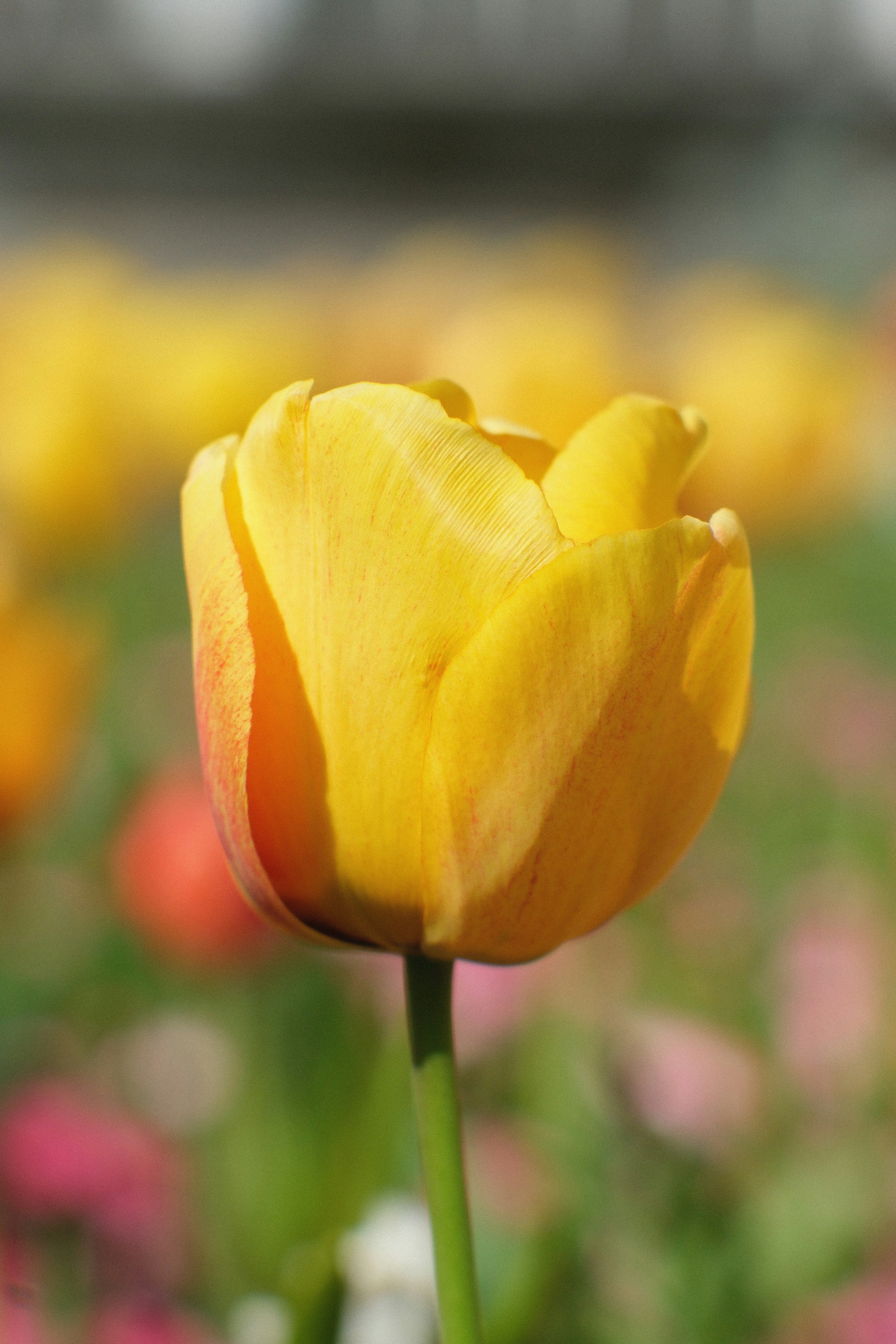 Photo by shahriarrahman