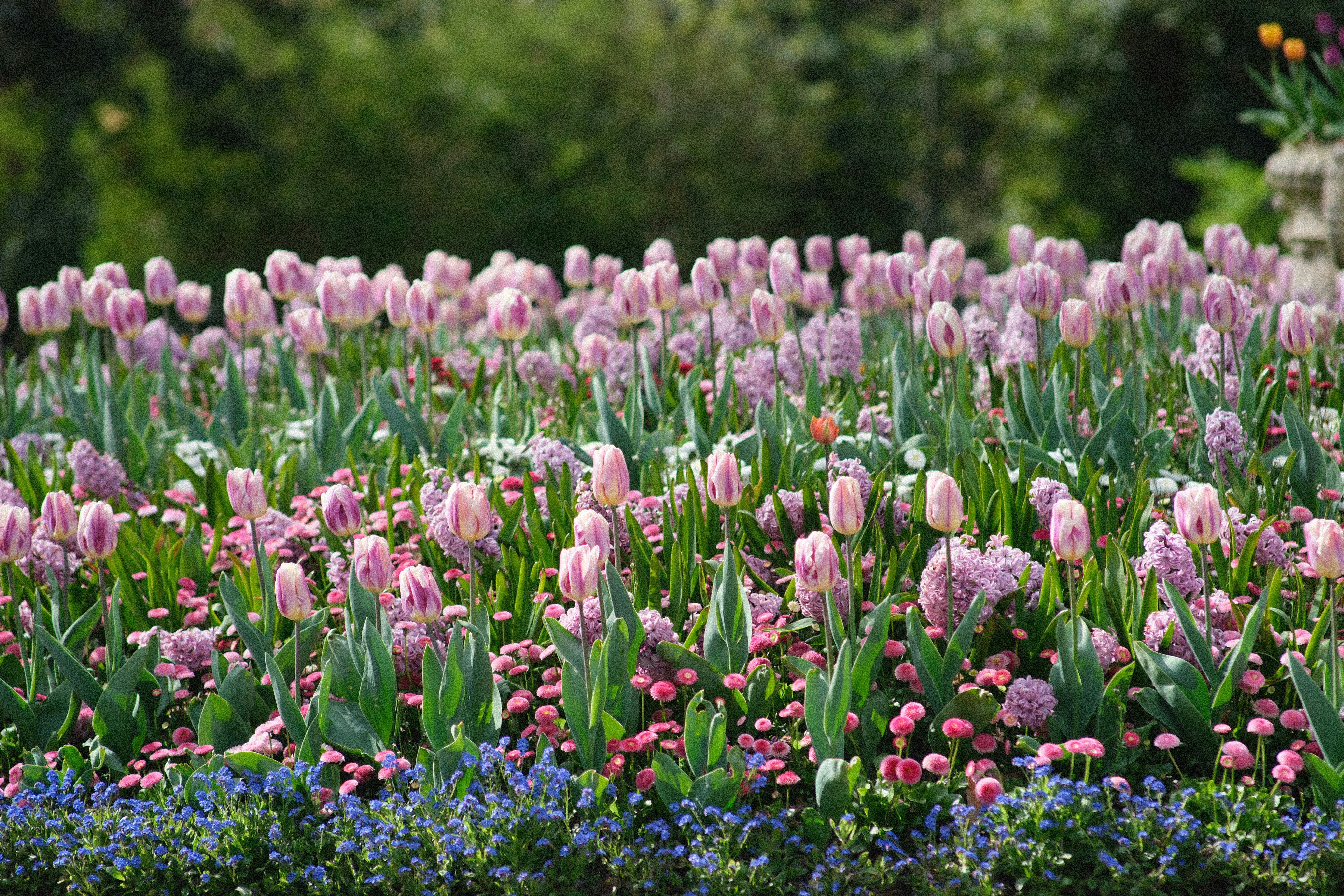 Photo by shahriarrahman