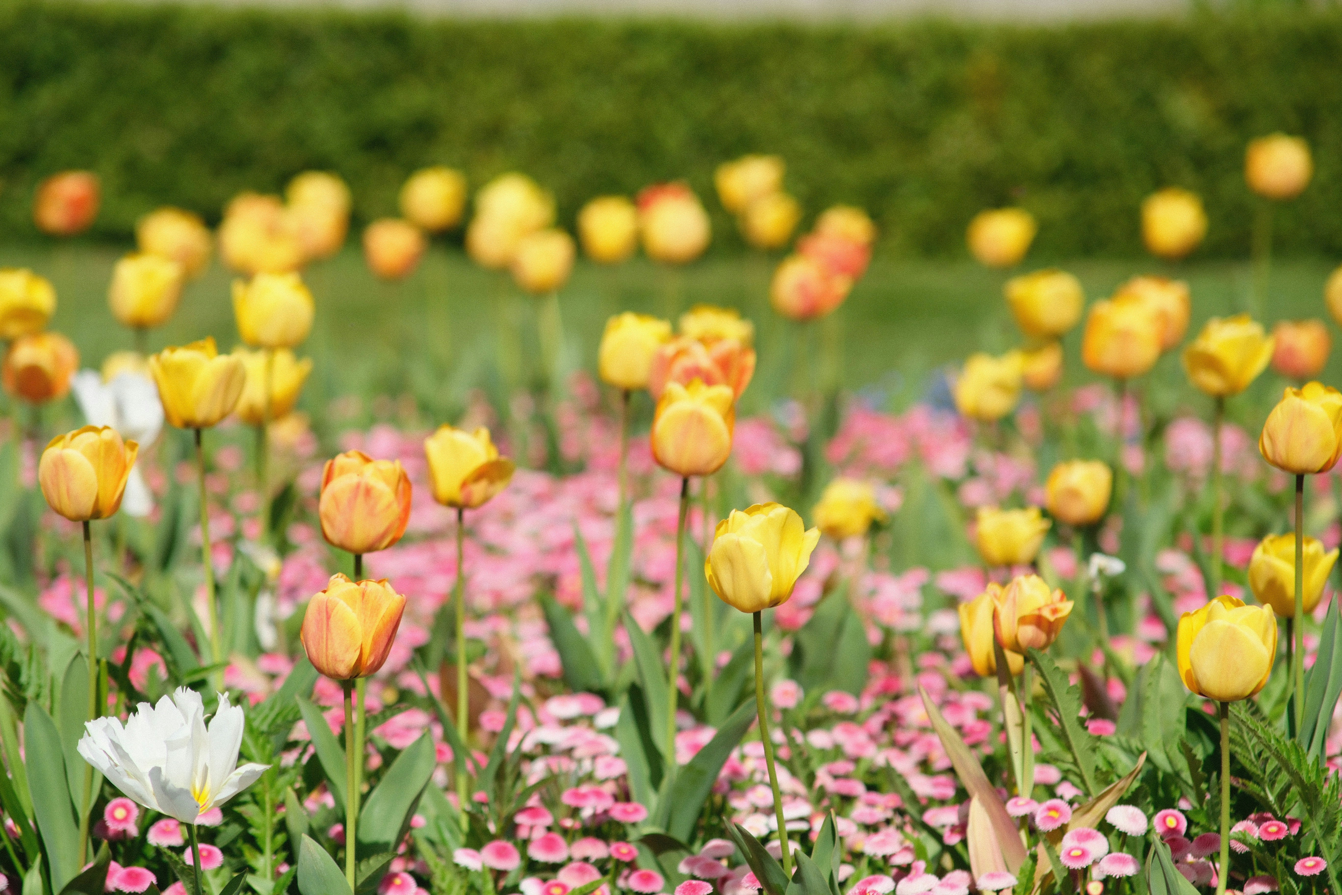 Photo by shahriarrahman