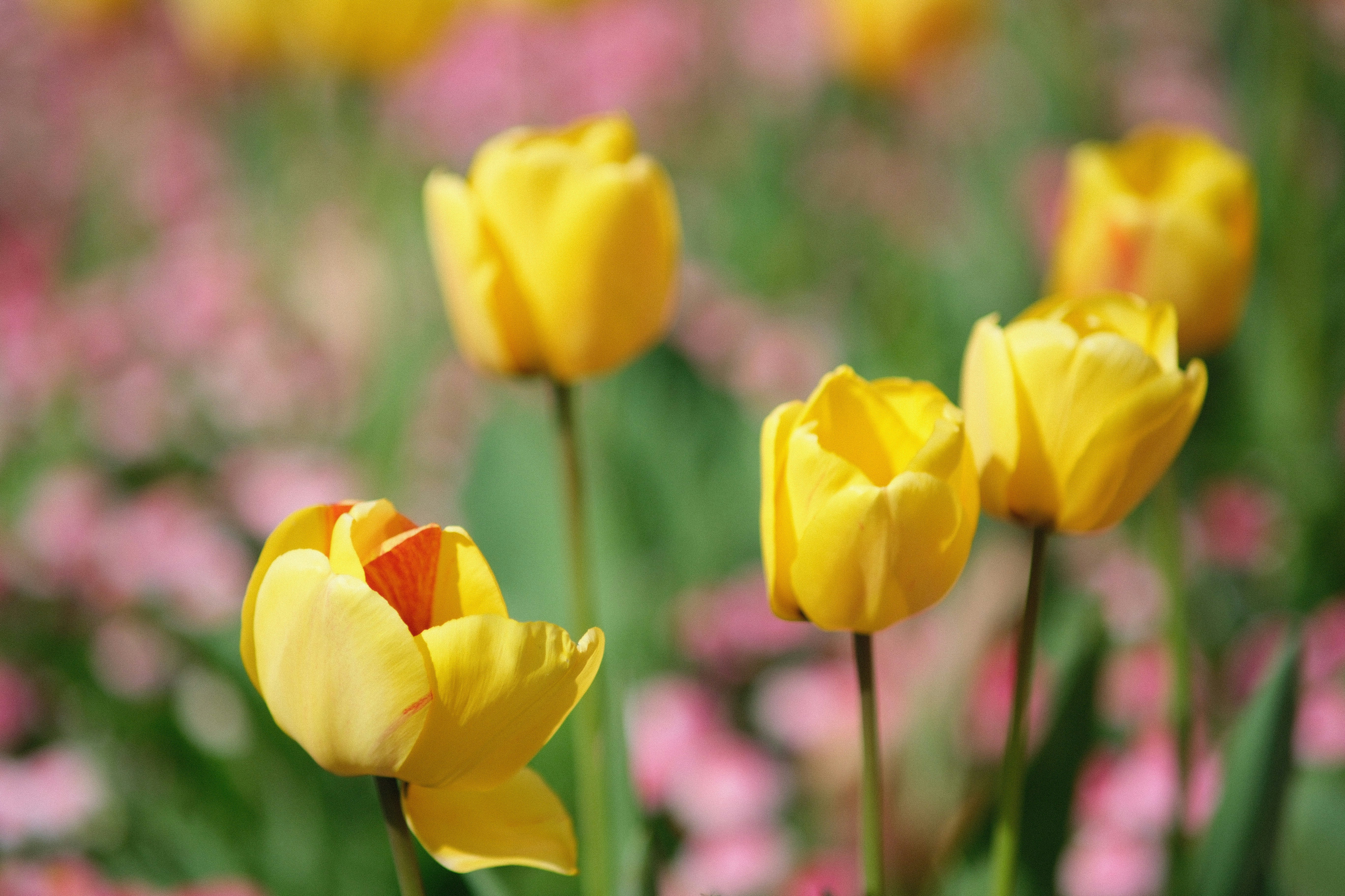 Photo by shahriarrahman