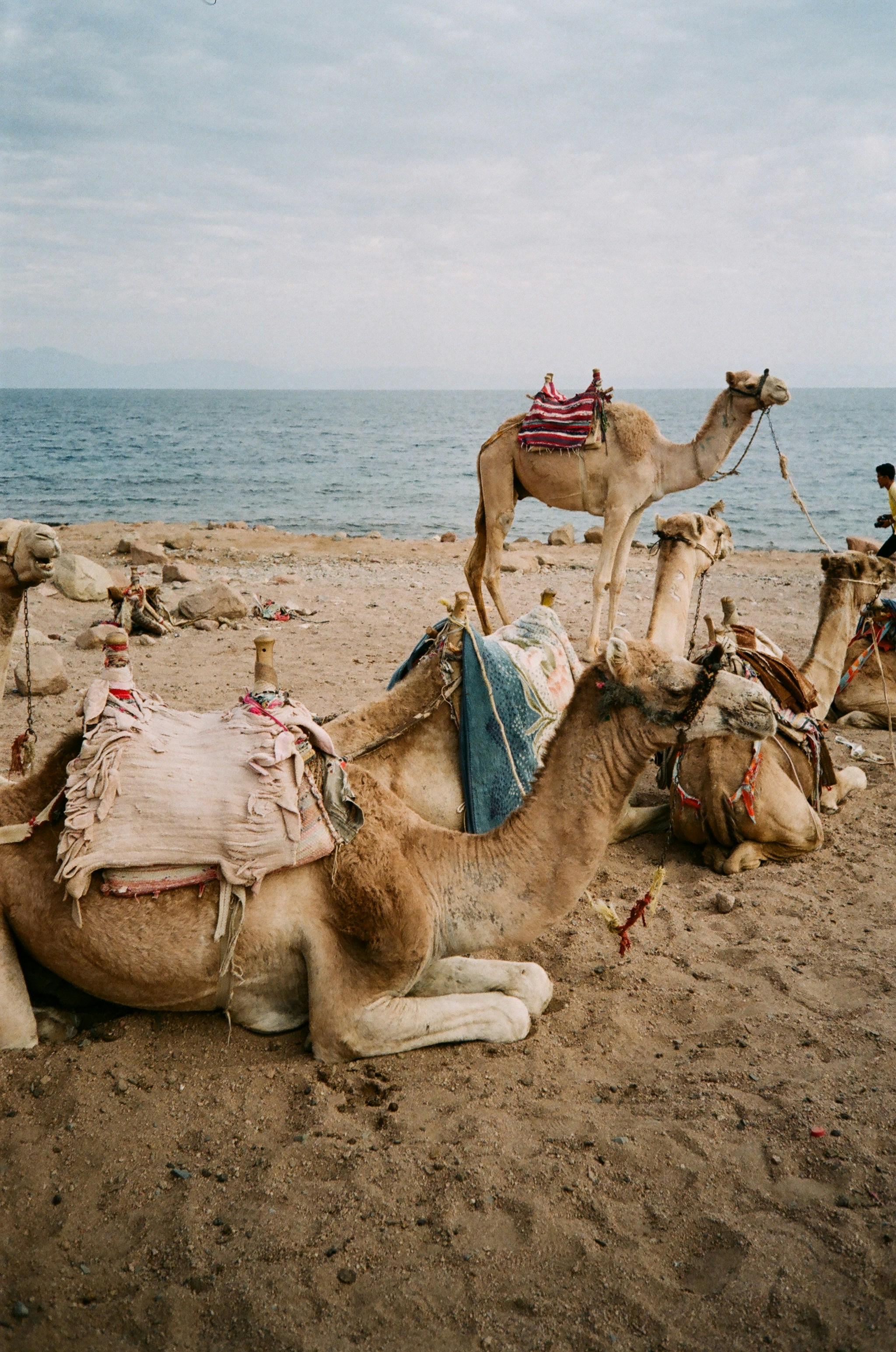 Camels rest on a sandy beach by the ocean