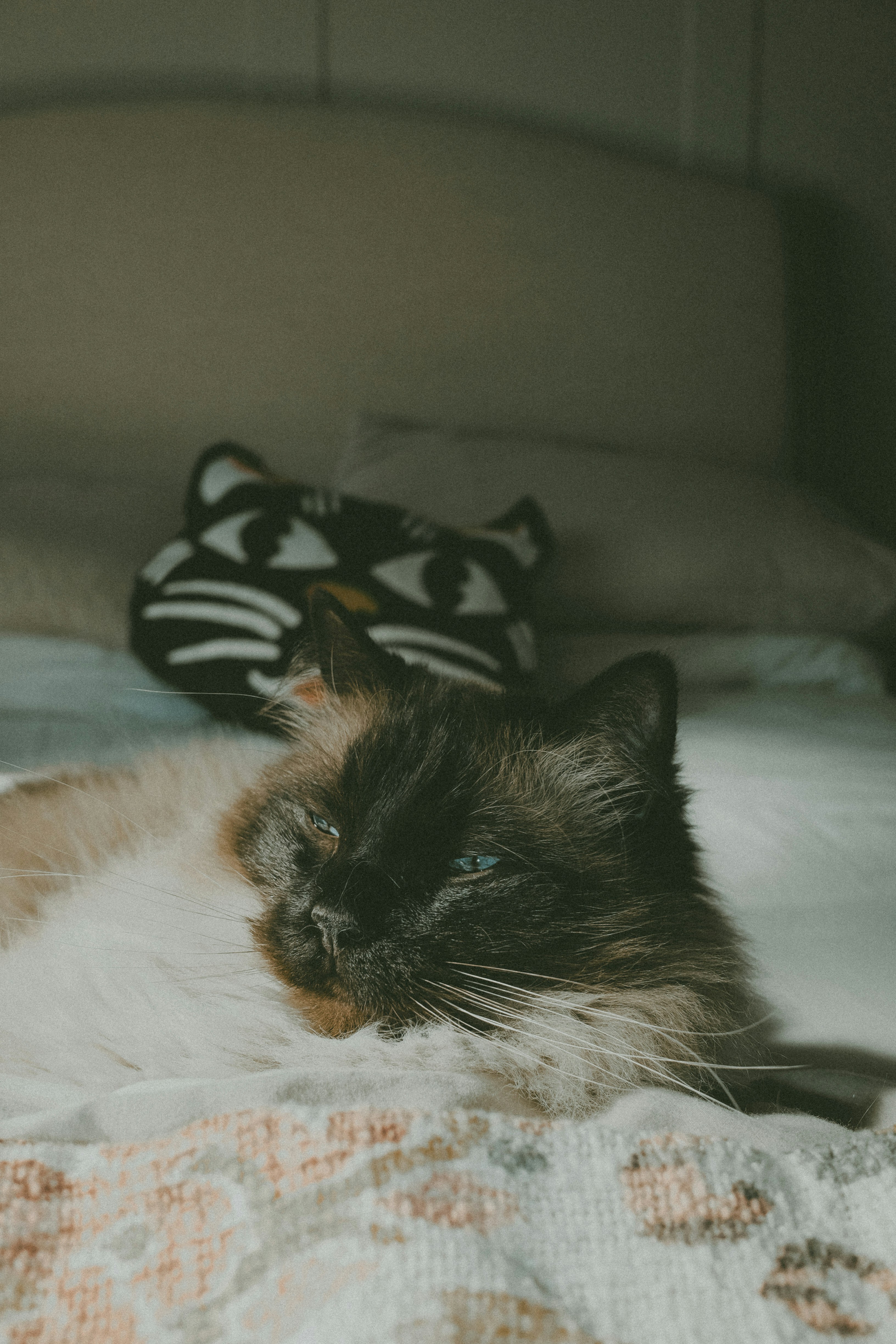 Photo by lookagaindigital