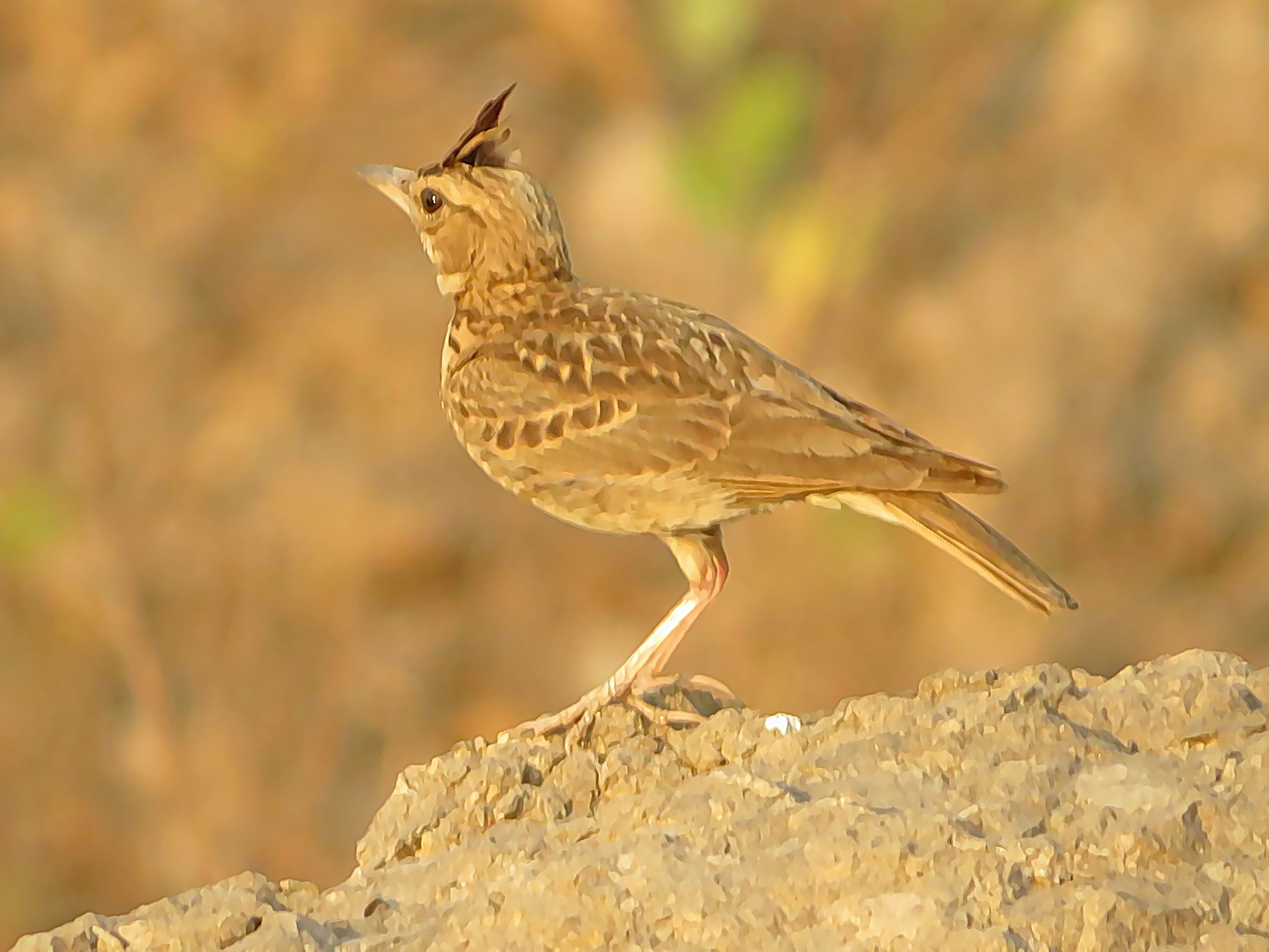 A crested lark is perched on a rock.