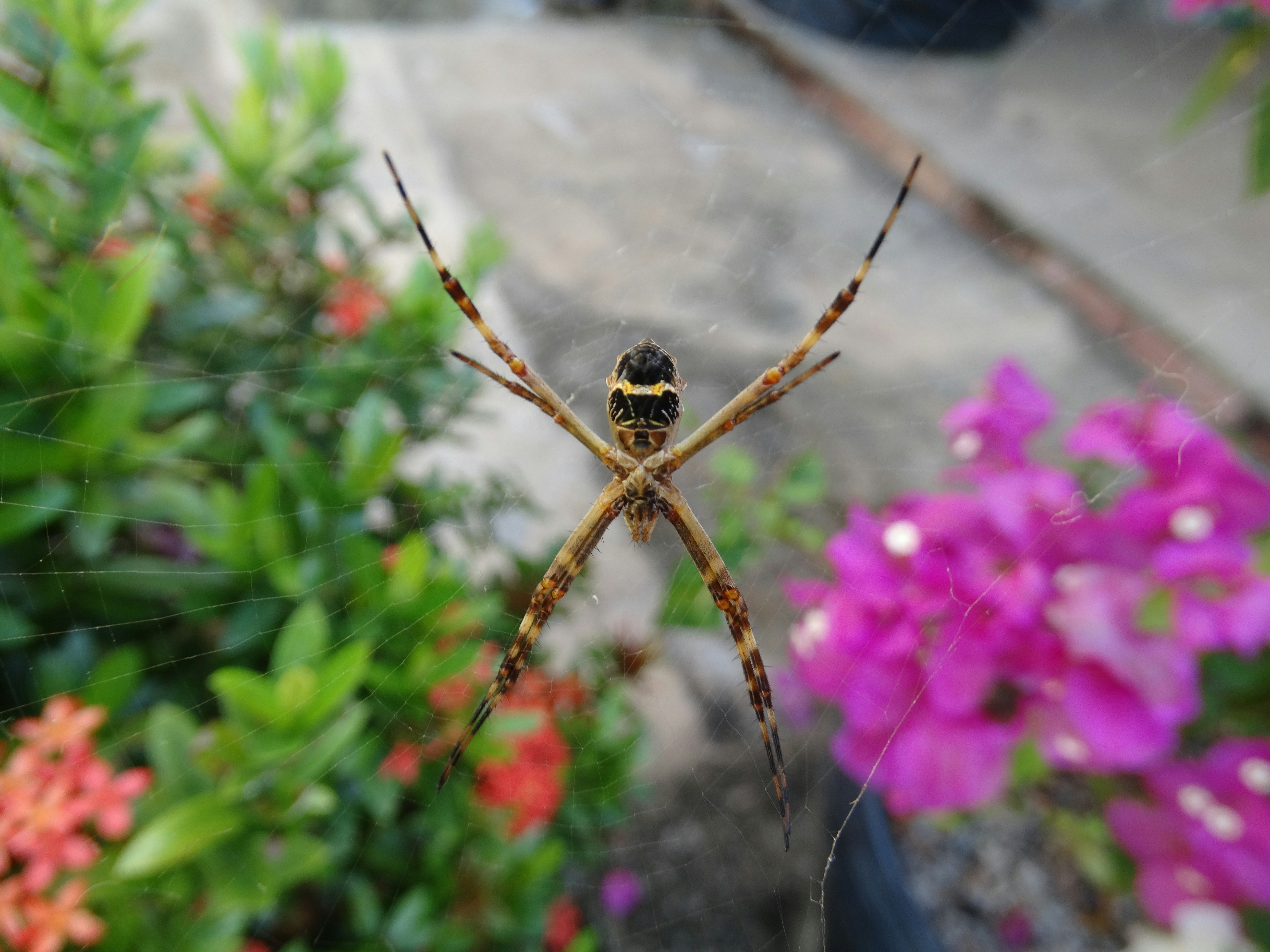 A spider sits in its web near vibrant flowers.