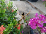 A spider sits in its web near vibrant flowers