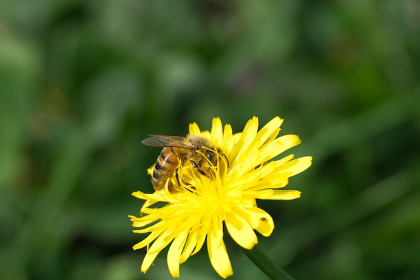 A bee pollinates a bright yellow flower.