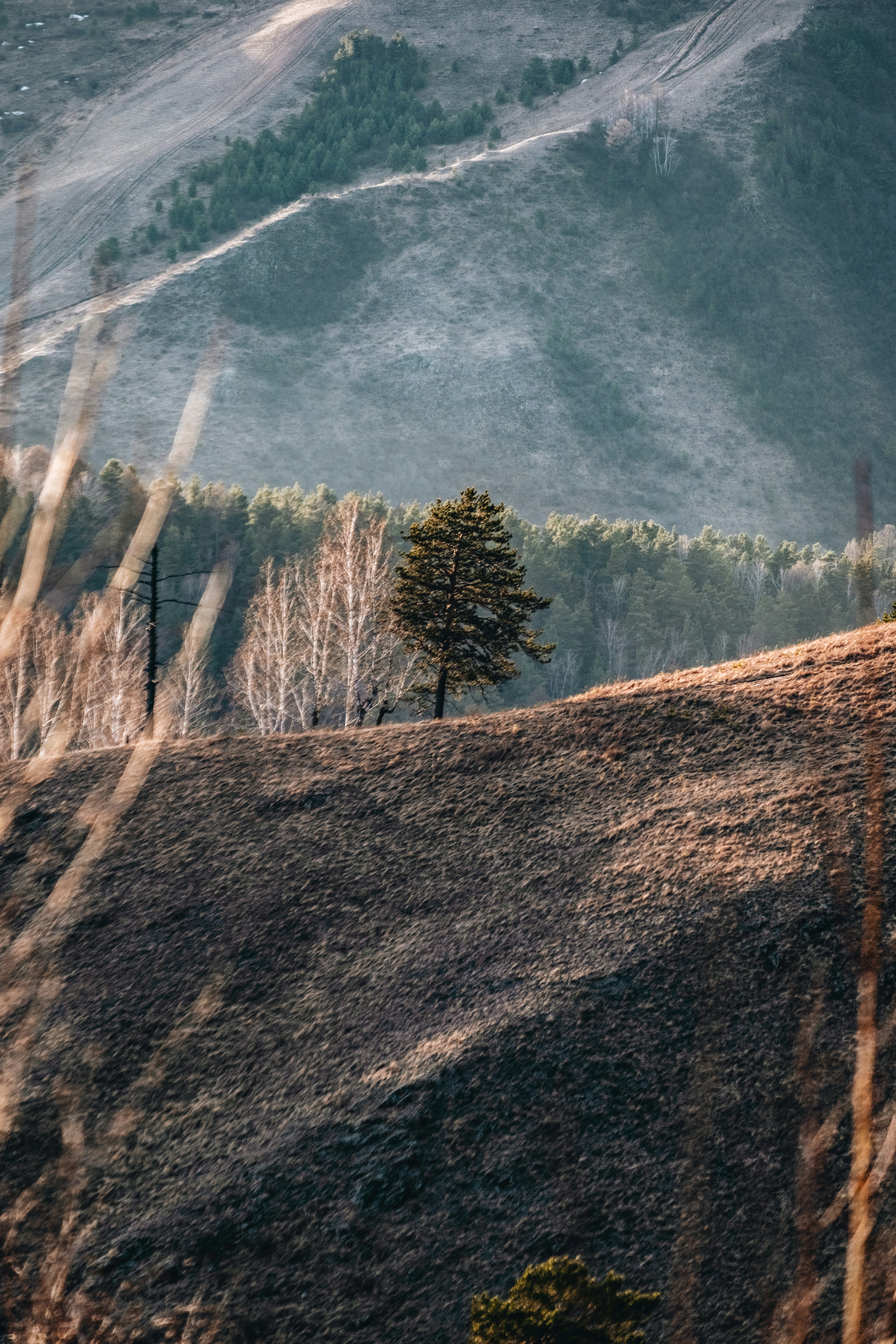 A solitary tree sits on a beautiful hillside.