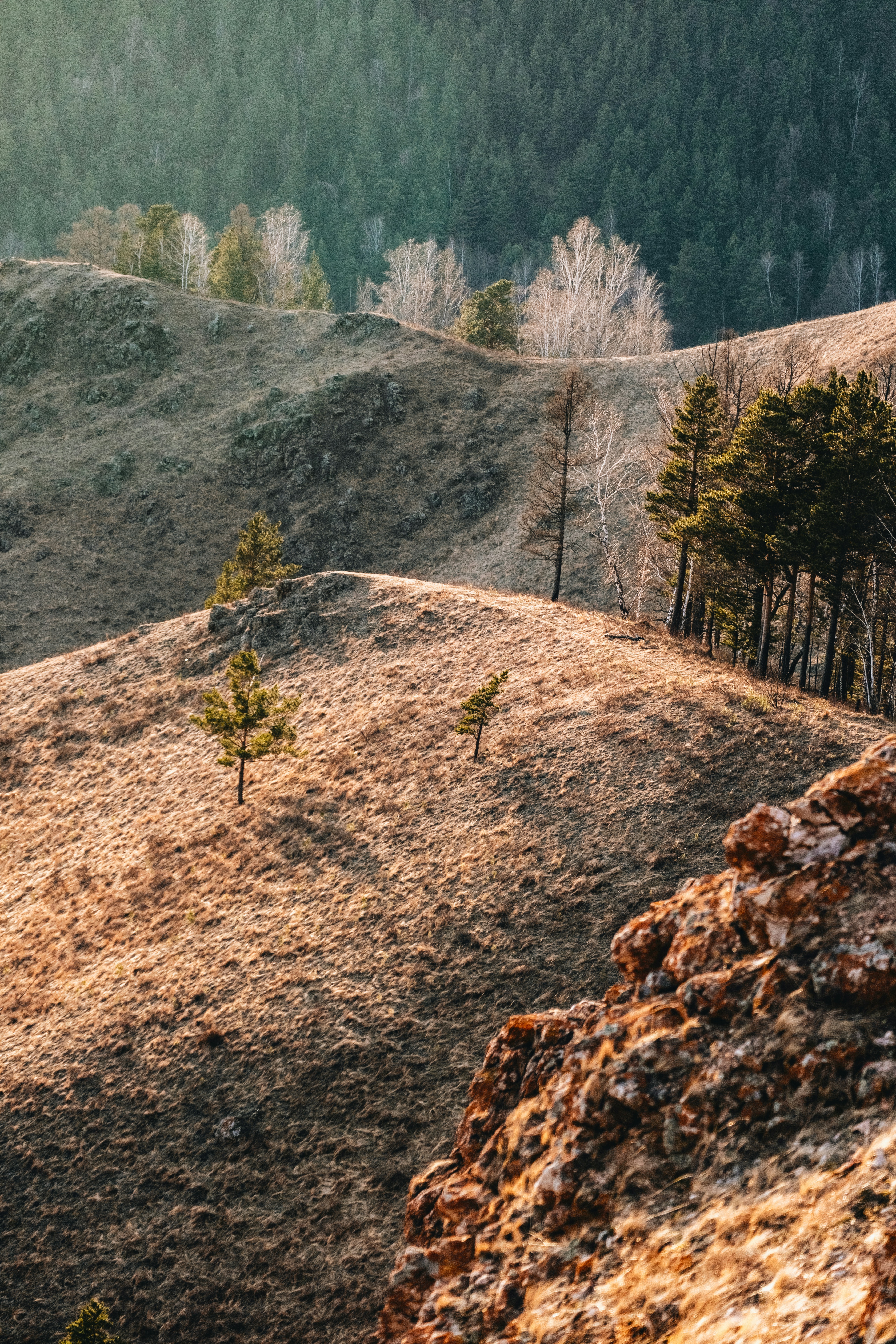 Rolling hills with sparse trees under a forest.