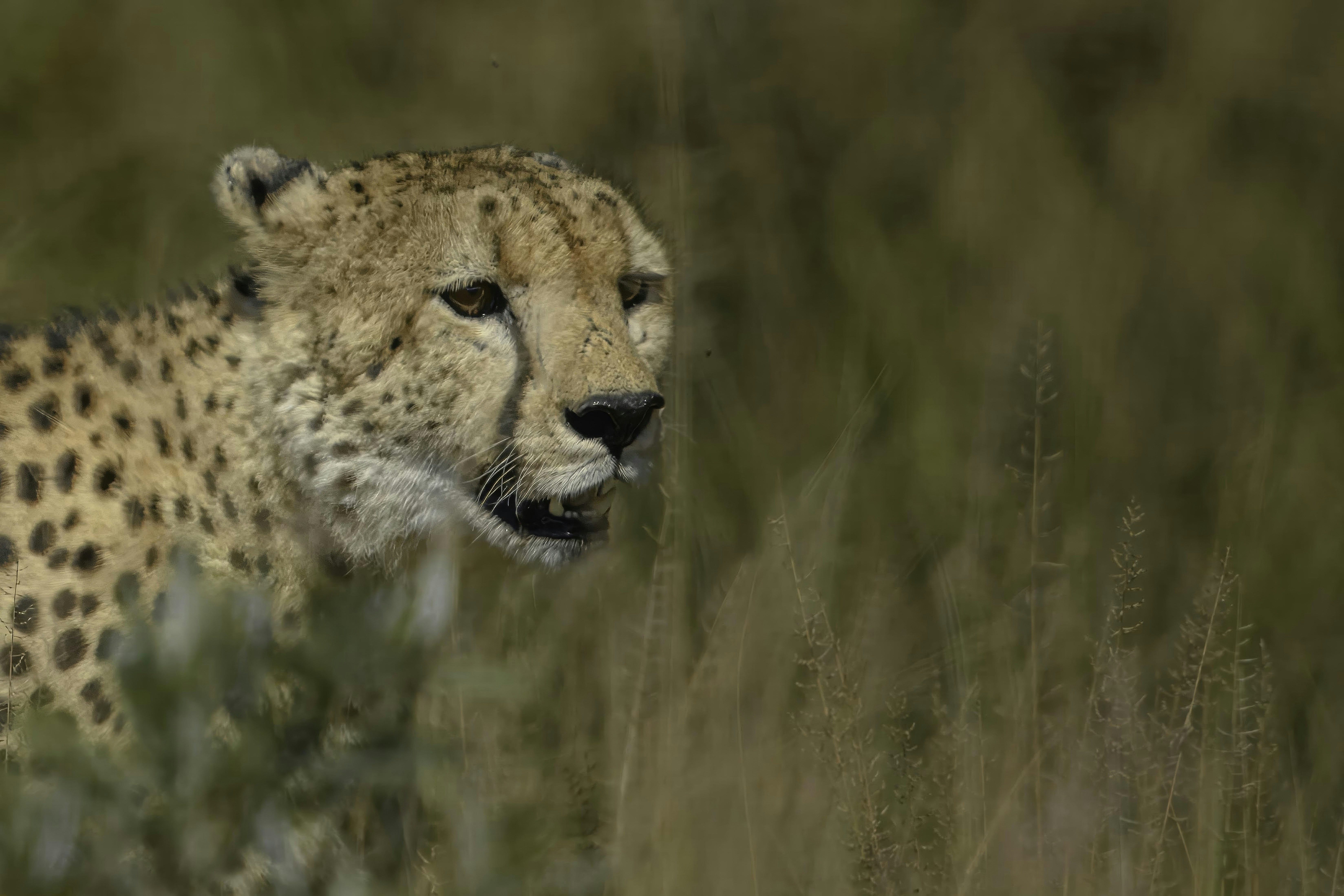 A cheetah peeks out from tall grass.