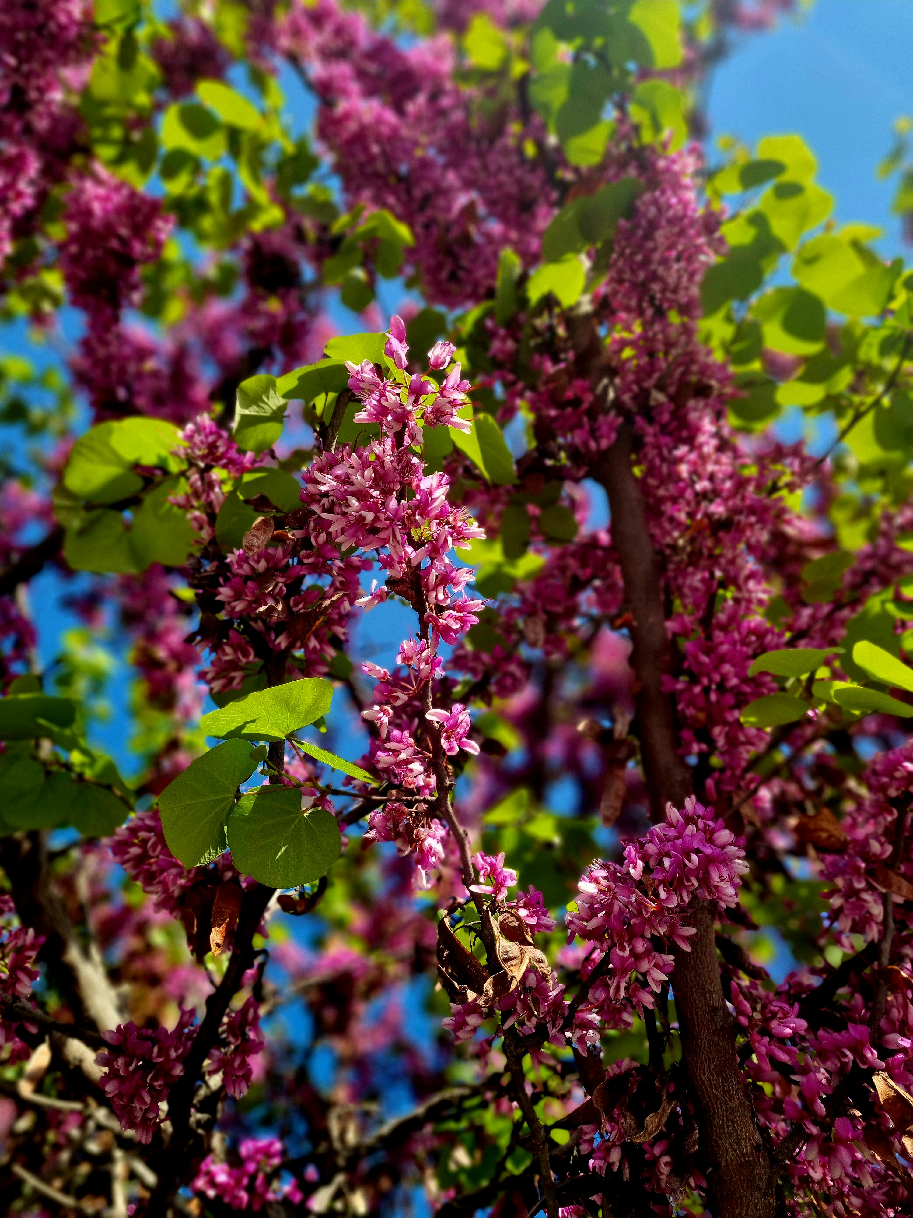 Photo by shaghayeghasgari