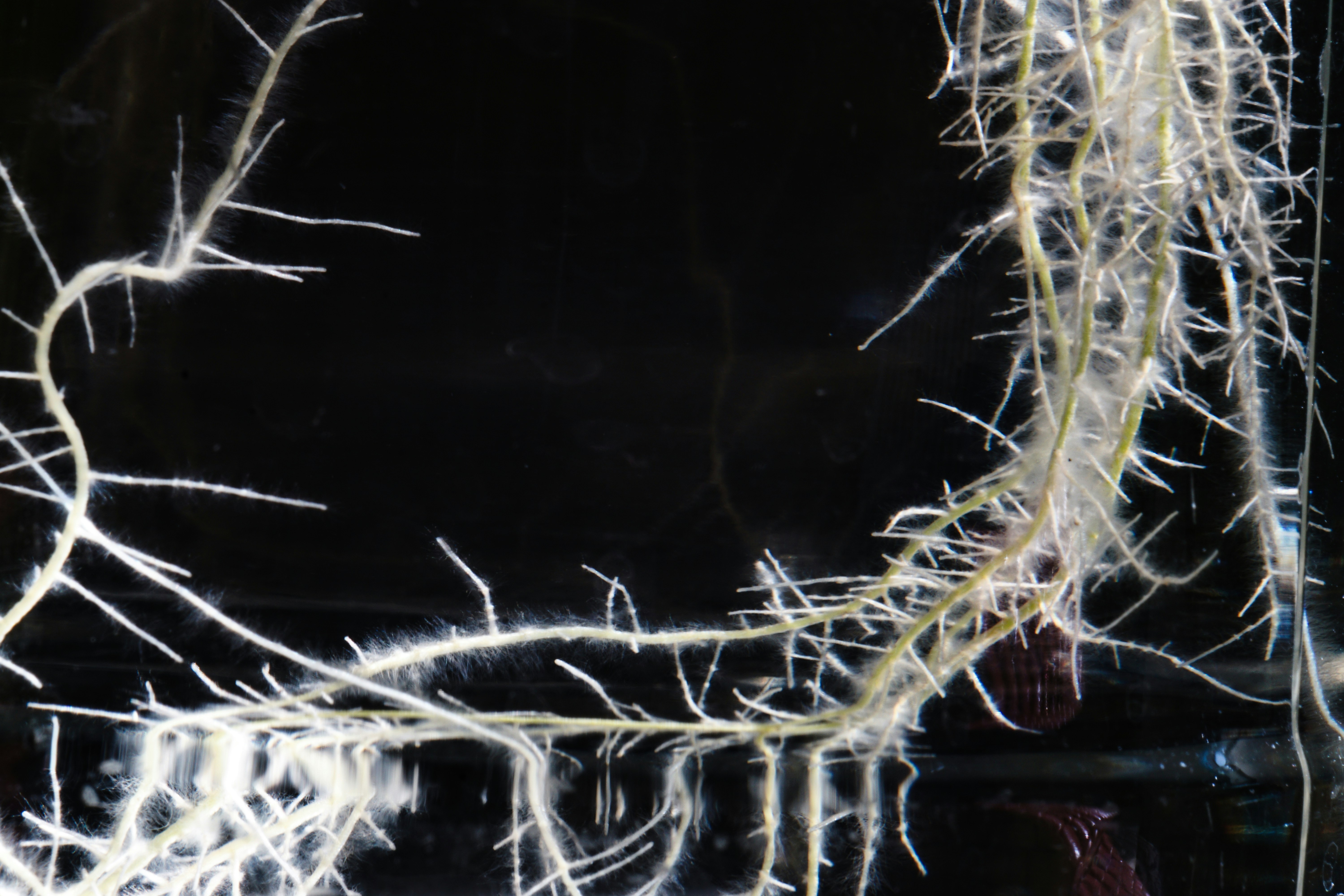 Photo by thomaskinto