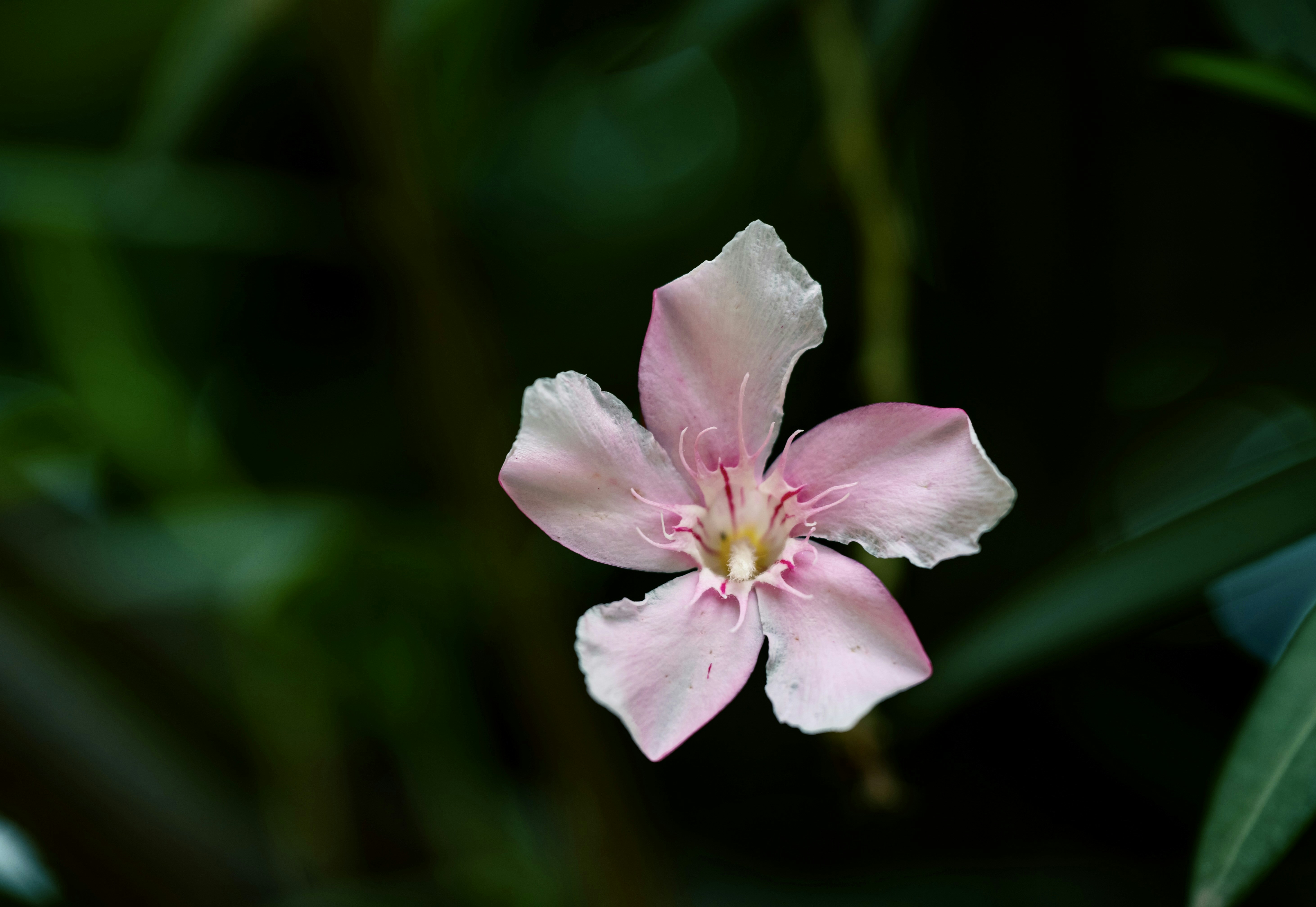 baby wallpaper pastel, wallpaper, 5 Cara Mengatasi Anak Muntah karena Masuk Angin 5